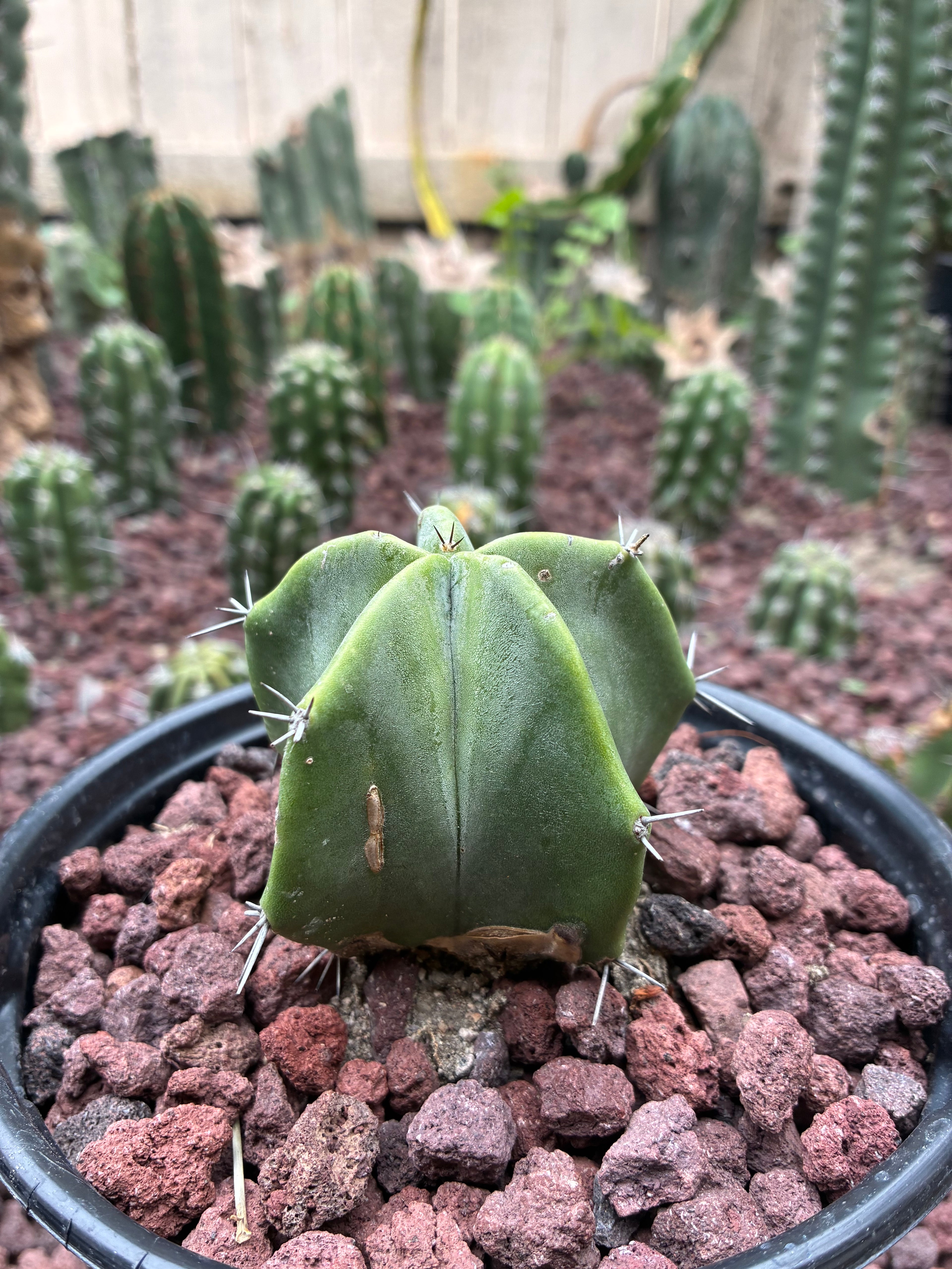 Stenocereus Ghost Pruinosus