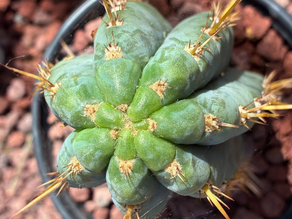 Trichocereus Peruvianus