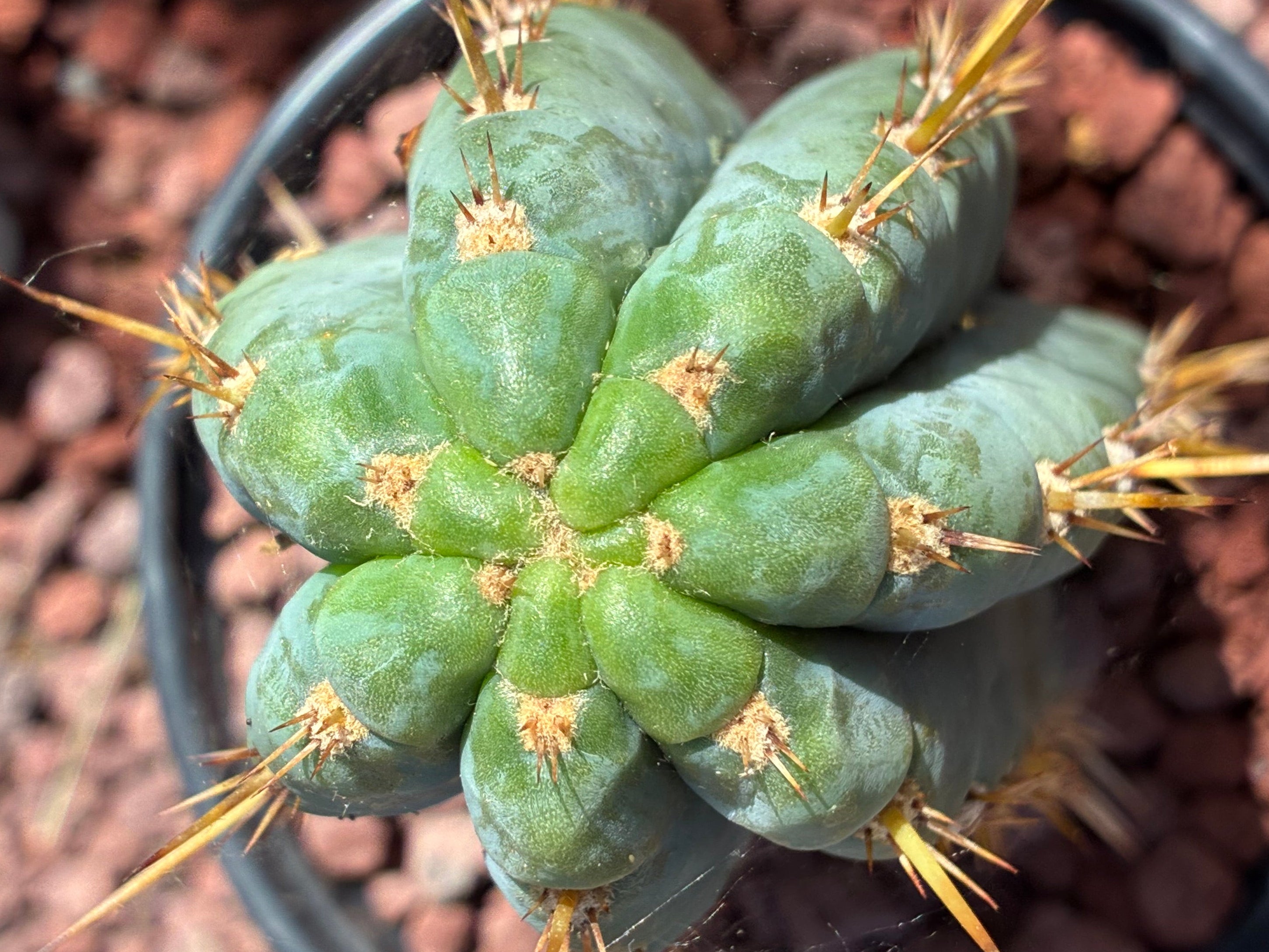 Trichocereus Peruvianus