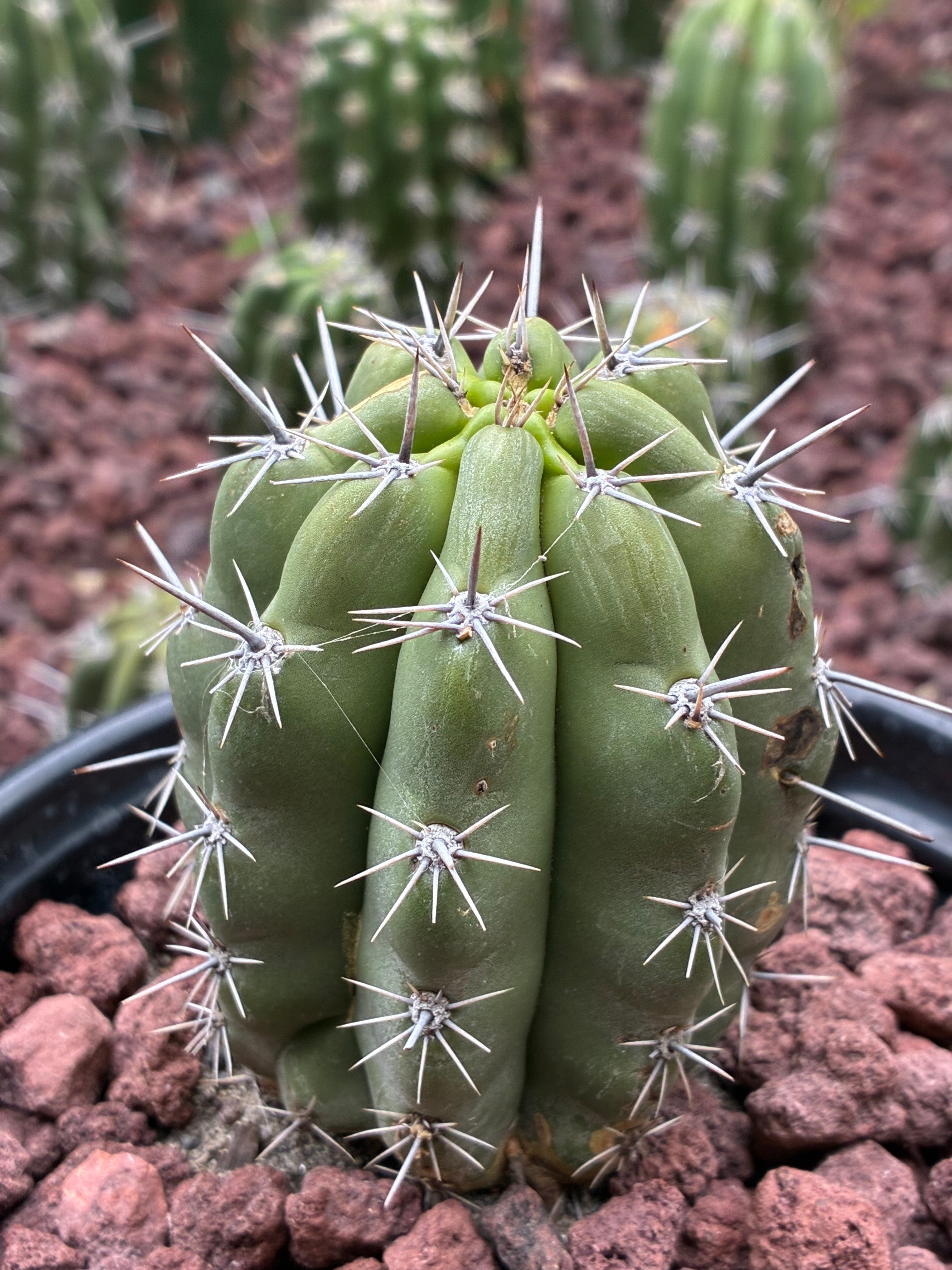 Stenocereus Stellatus (Pink)