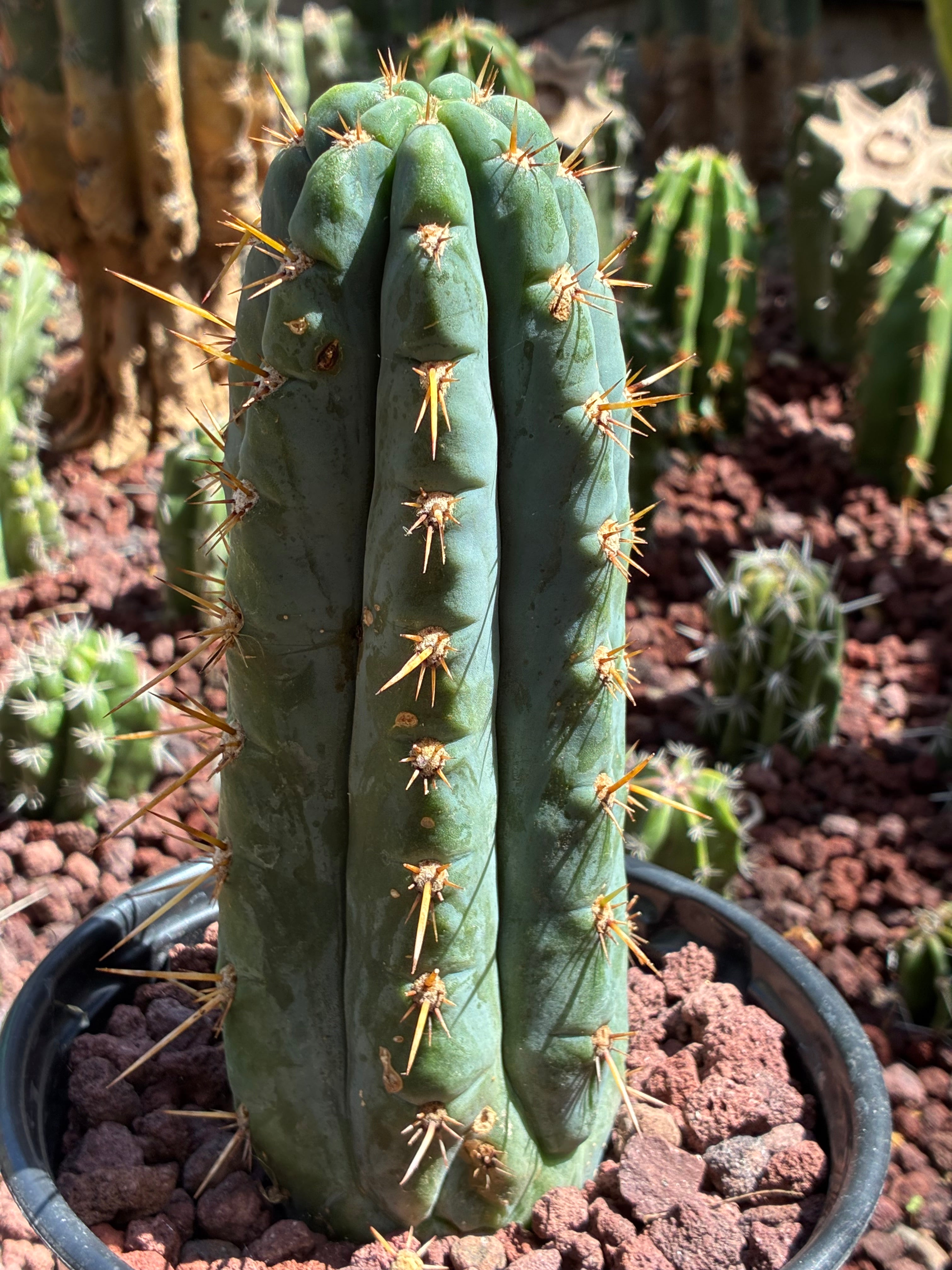 Trichocereus Peruvianus