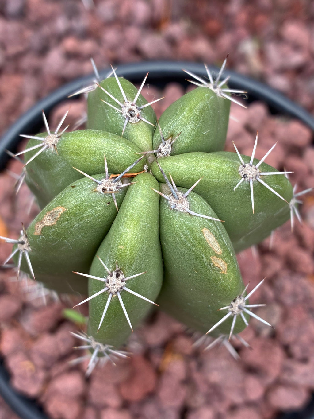 Stenocereus Stellatus (Pink)