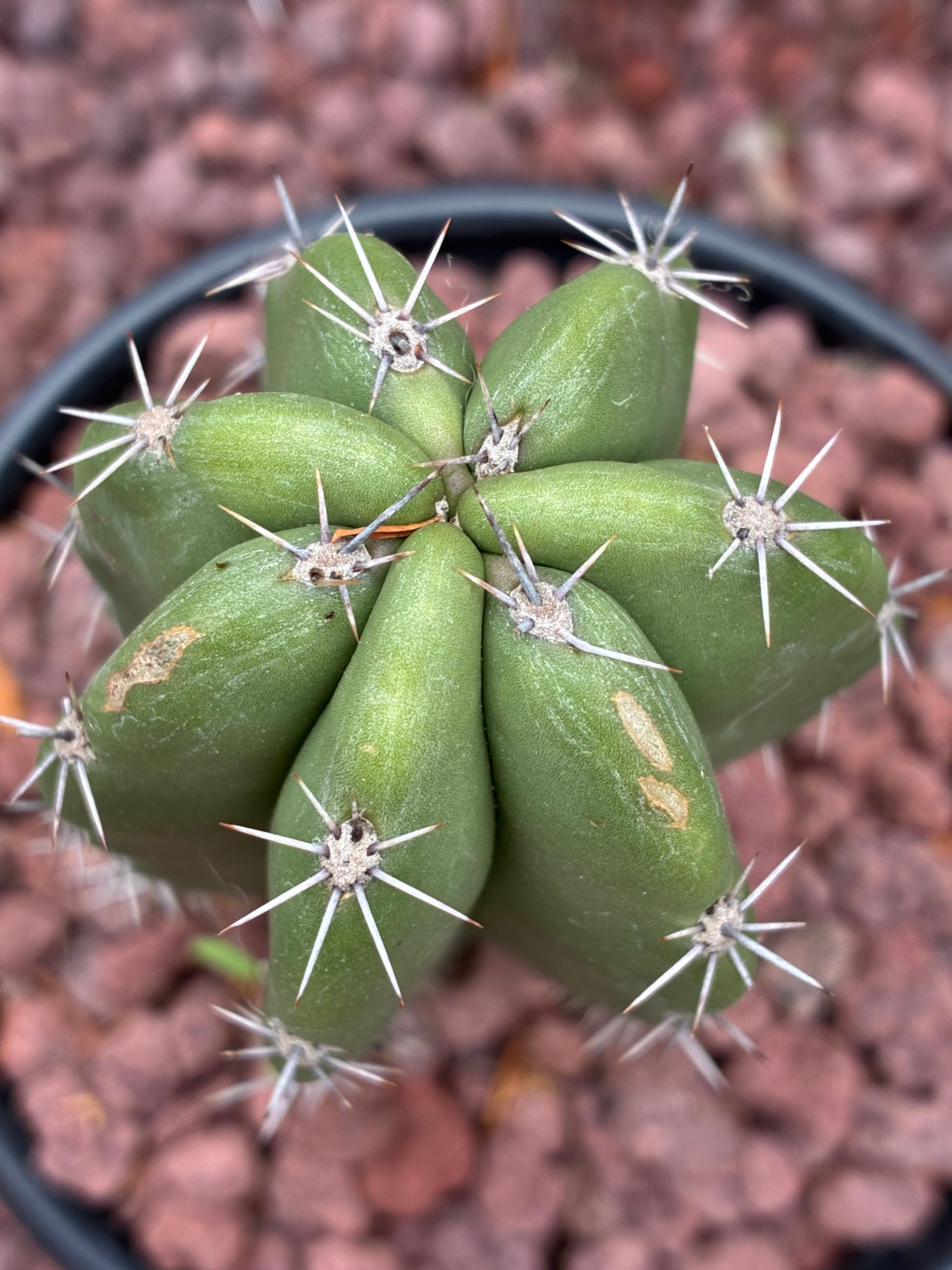 Stenocereus Stellatus (Pink)
