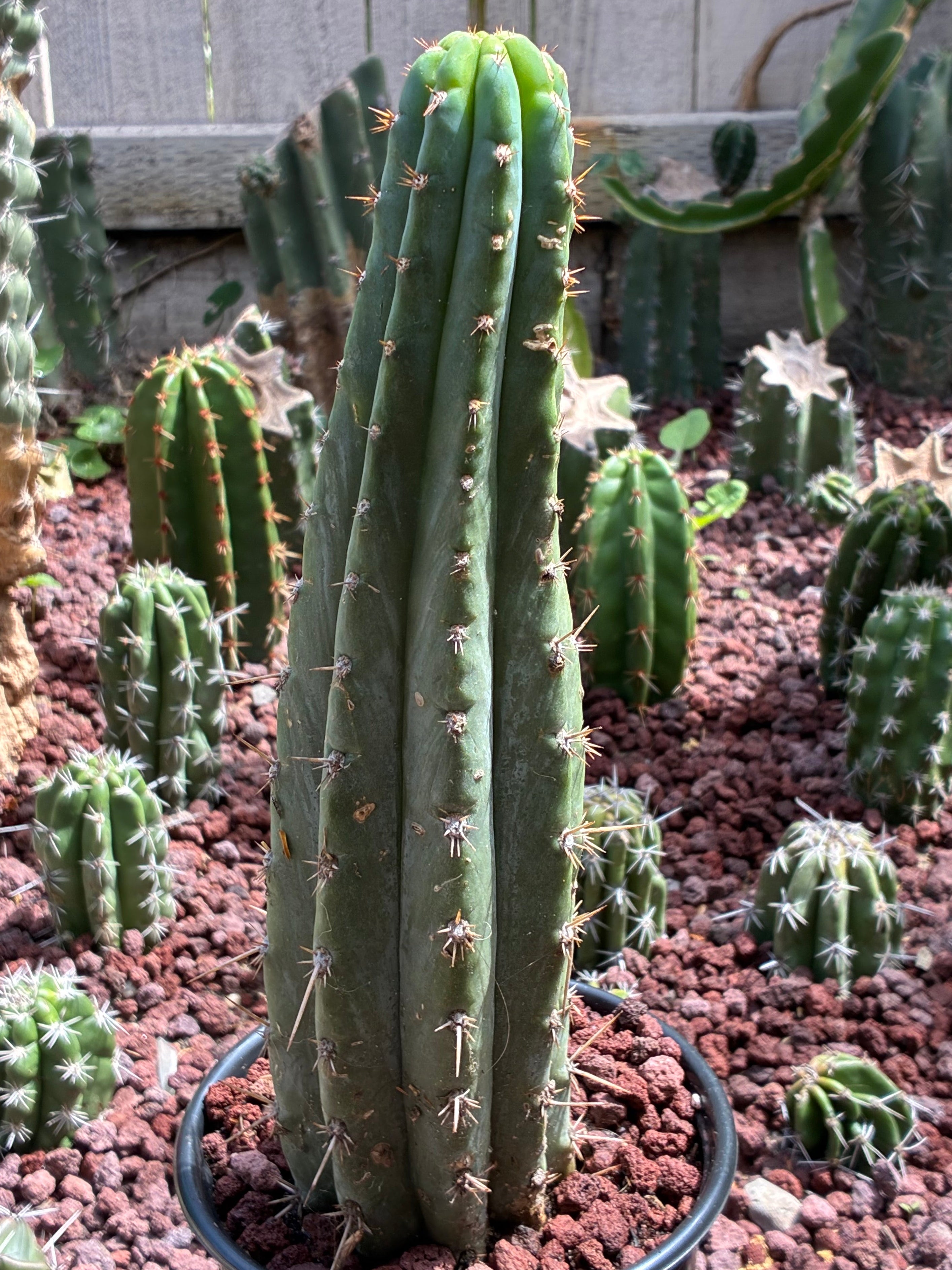 Trichocereus Peruvianus