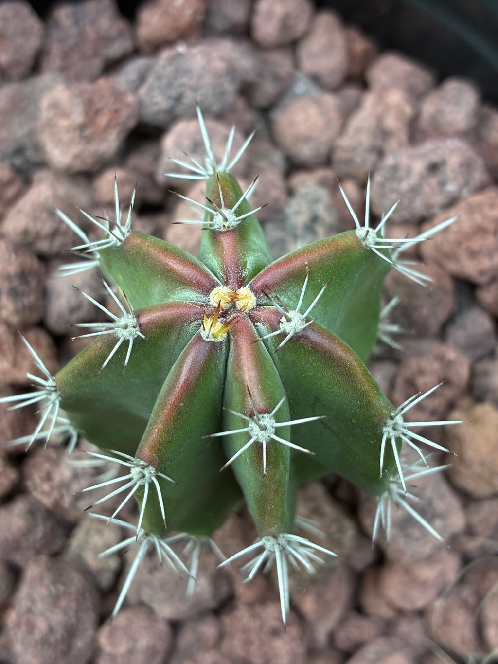 Stenocereus Griseus