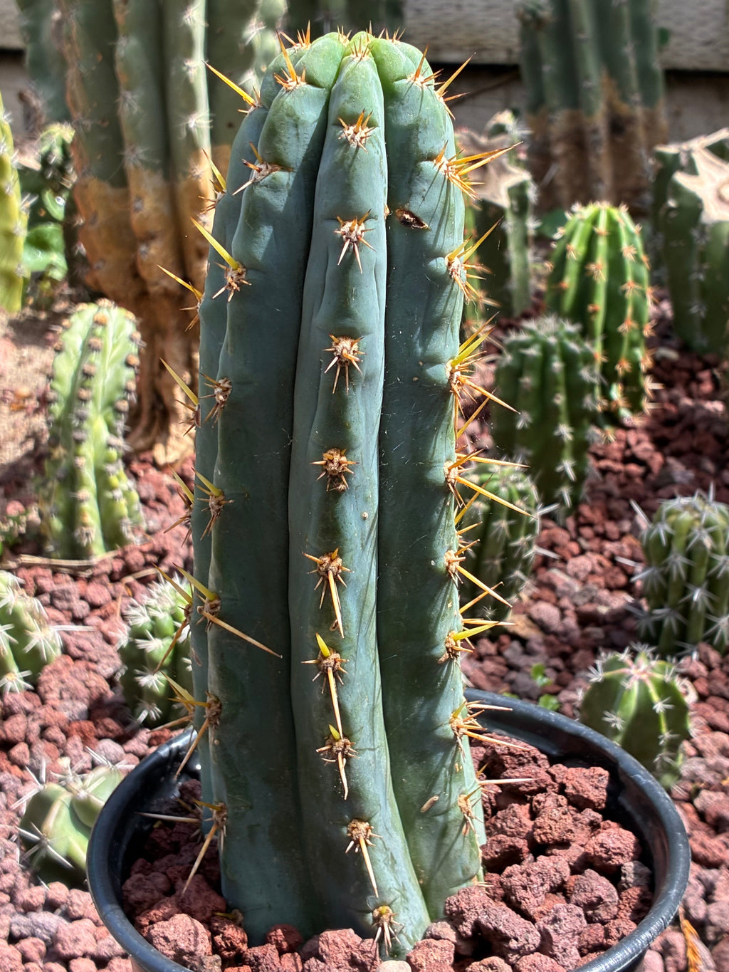 Trichocereus Peruvianus