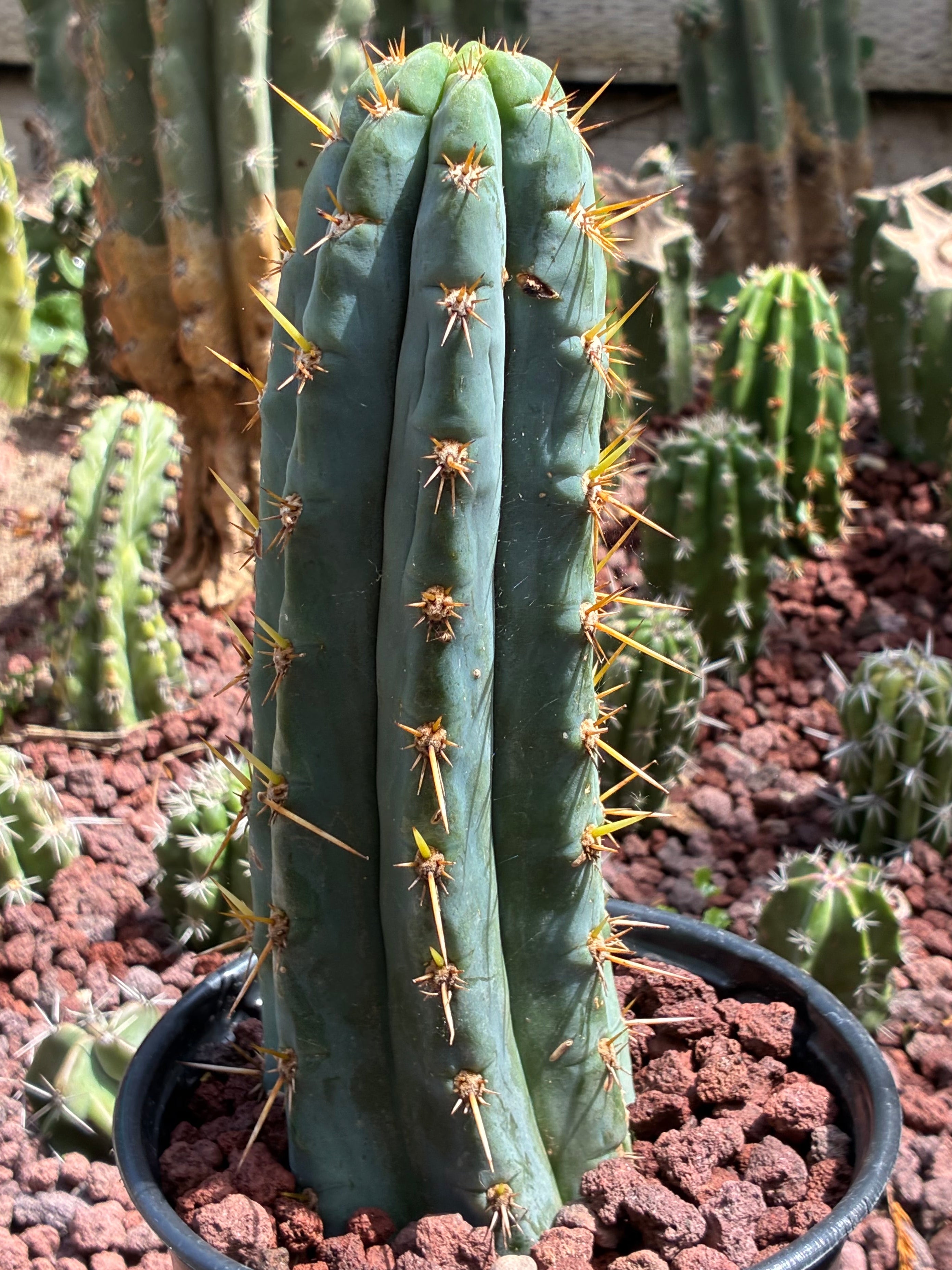 Trichocereus Peruvianus