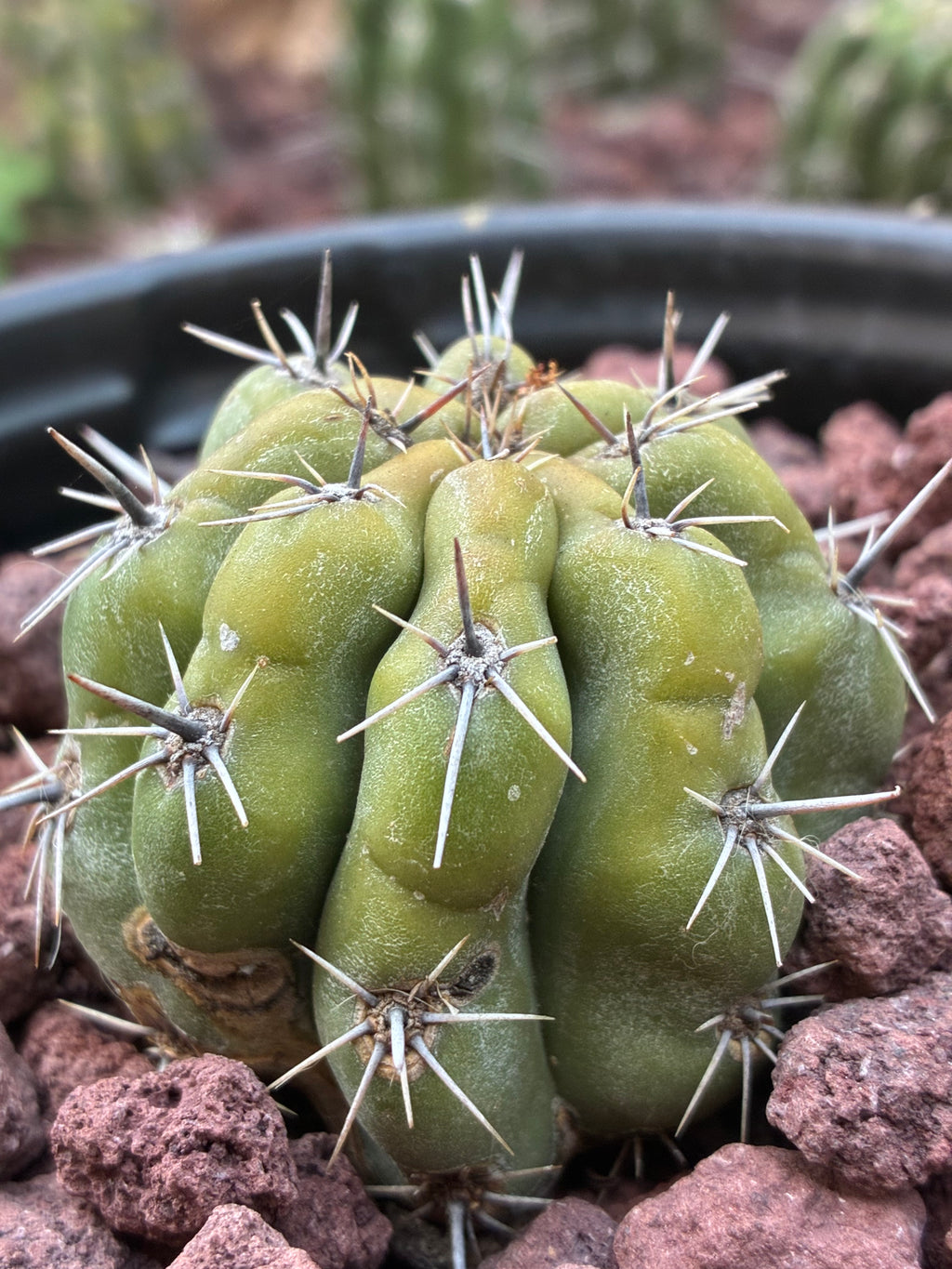Stenocereus Stellatus (Pink)