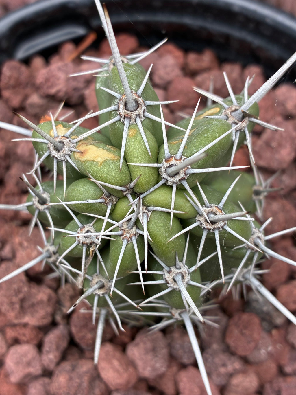 Stenocereus Stellatus (Pink)
