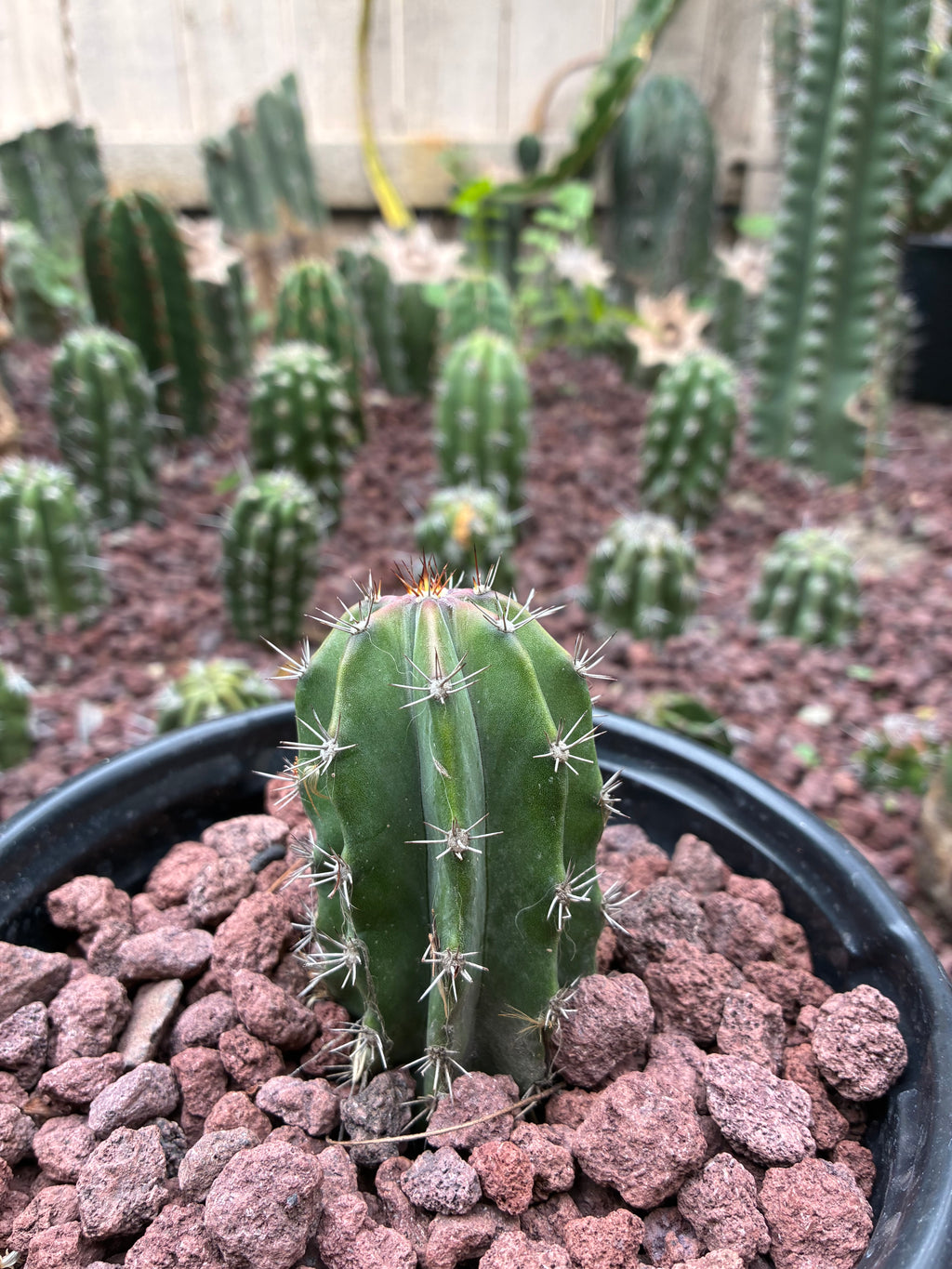 Stenocereus Griseus