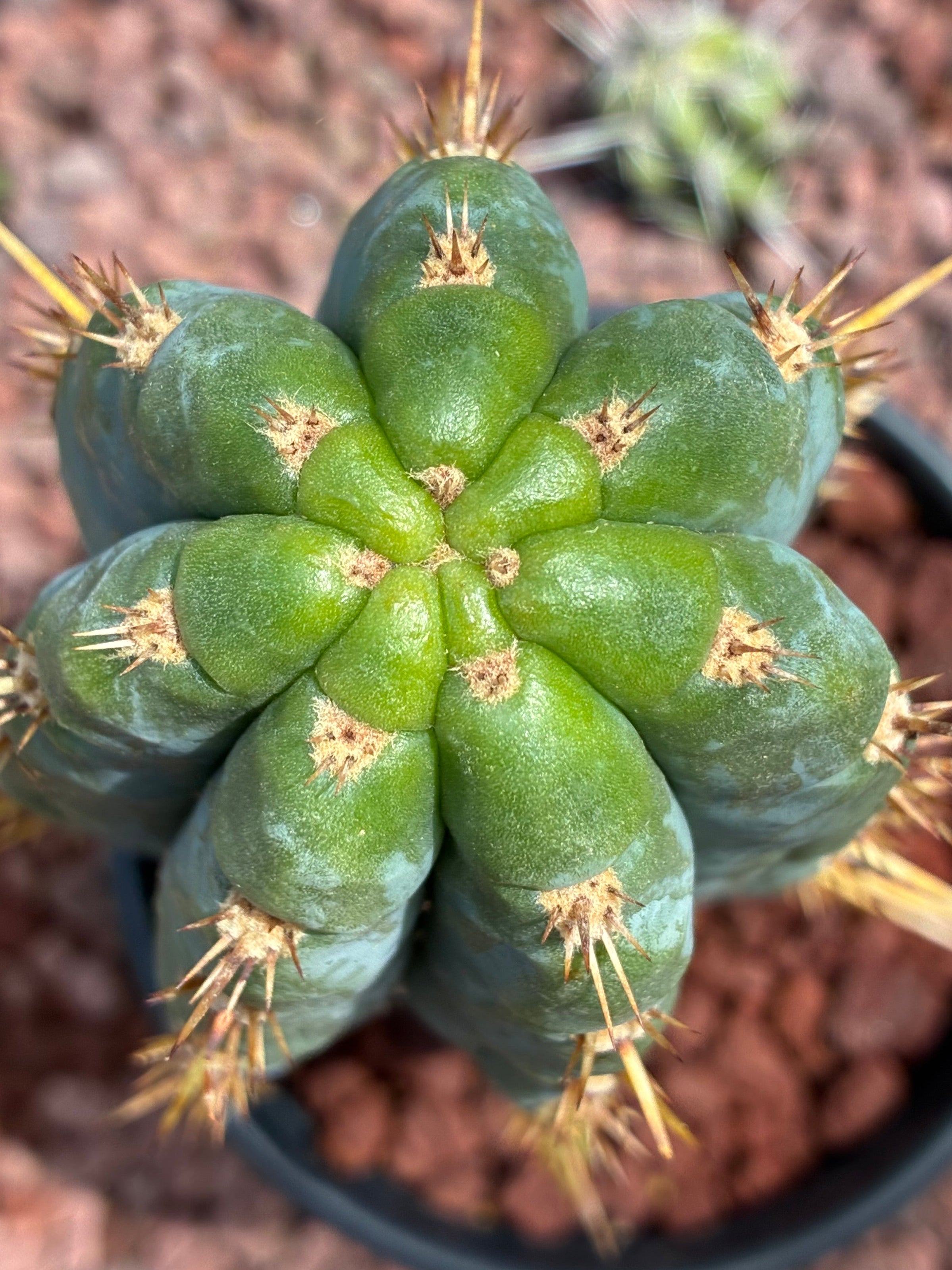 Trichocereus Peruvianus