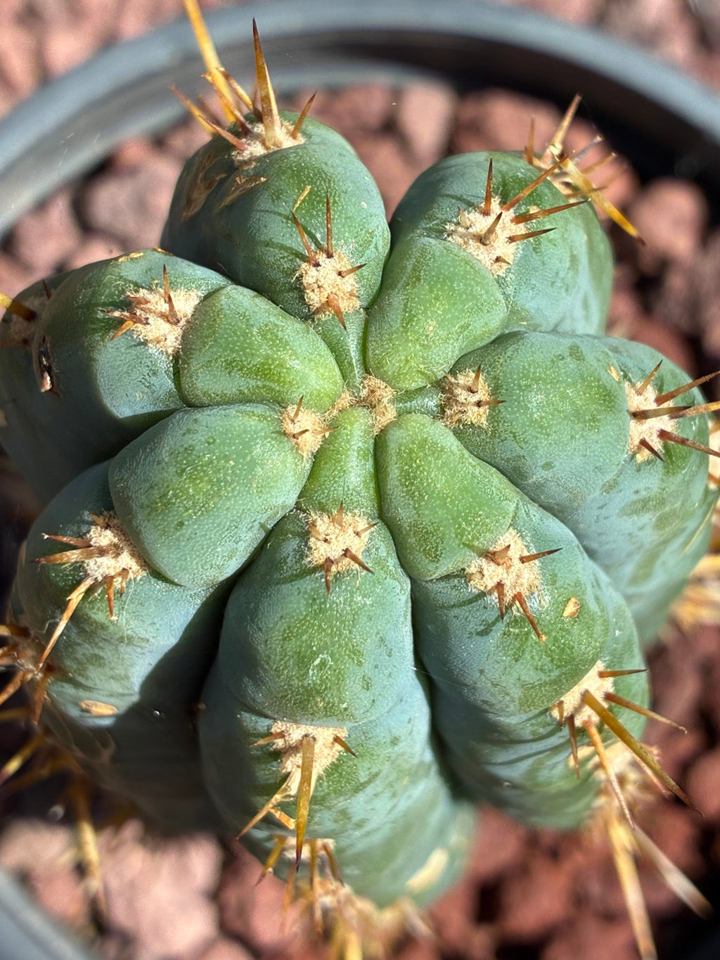 Trichocereus Peruvianus