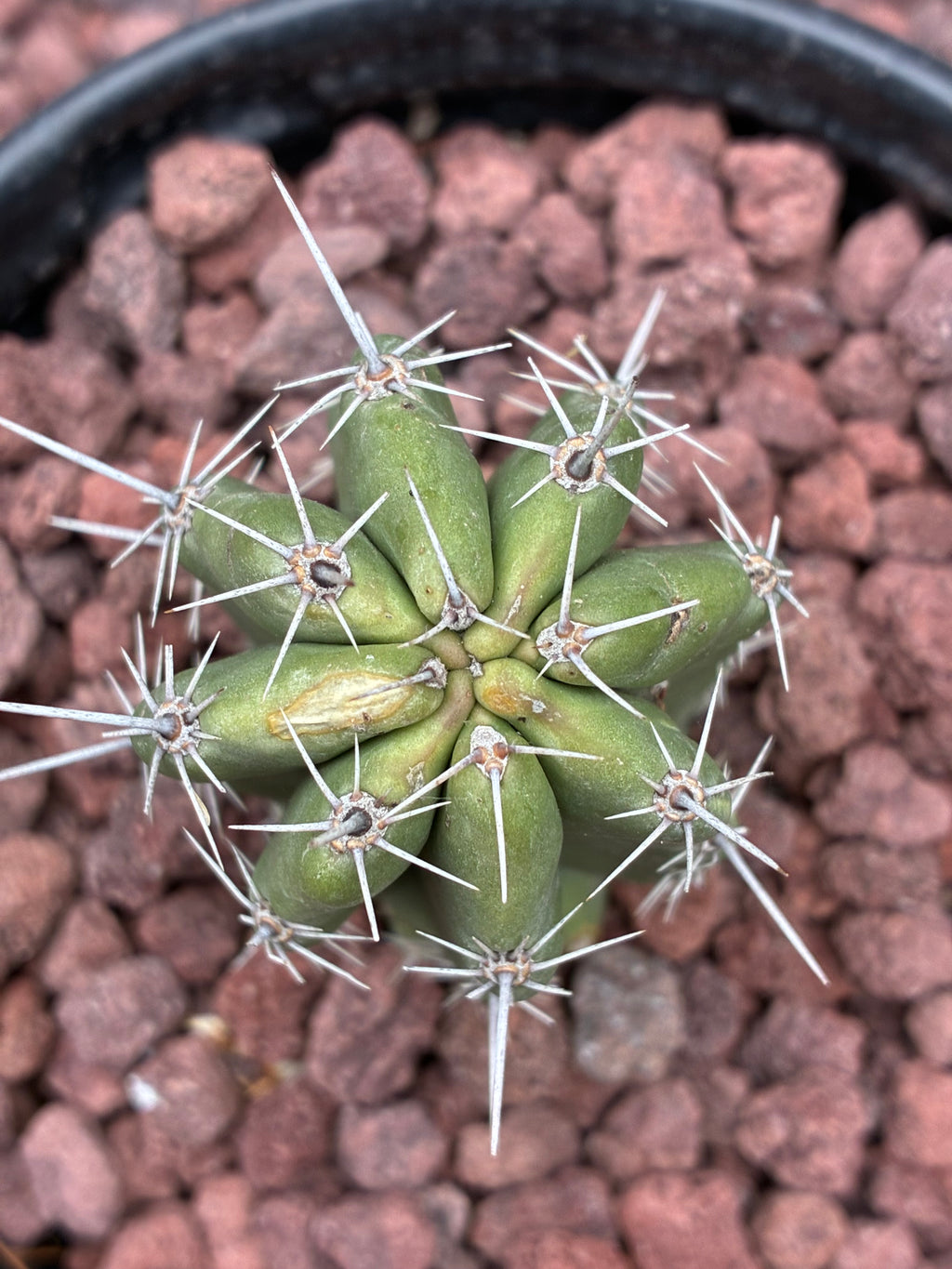 Stenocereus Stellatus (Pink)
