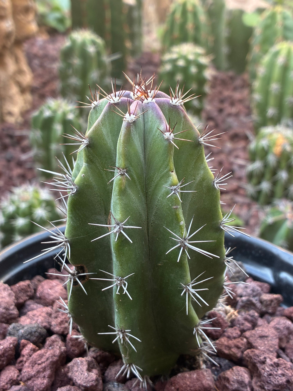 Stenocereus Griseus