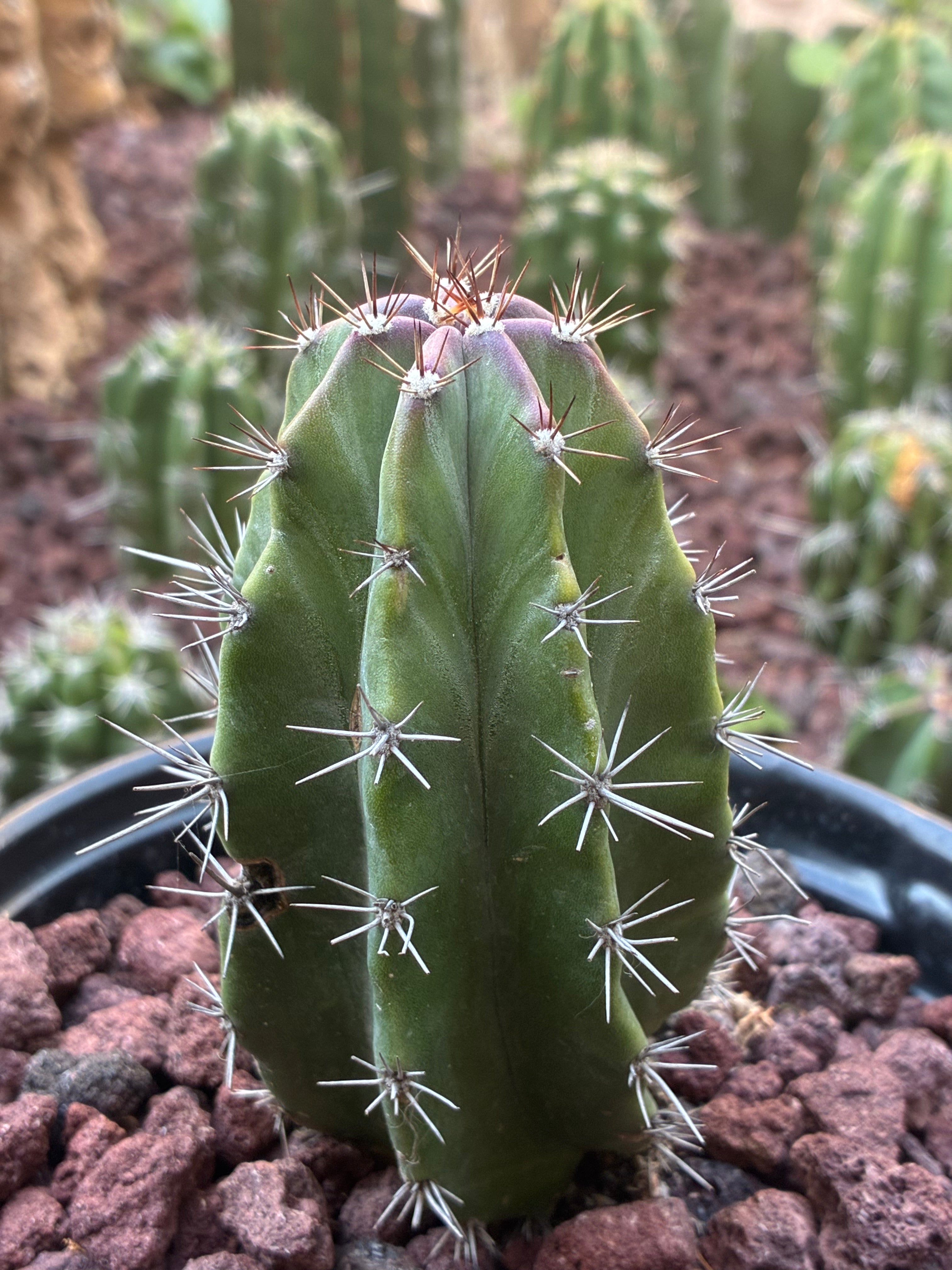 Stenocereus Griseus