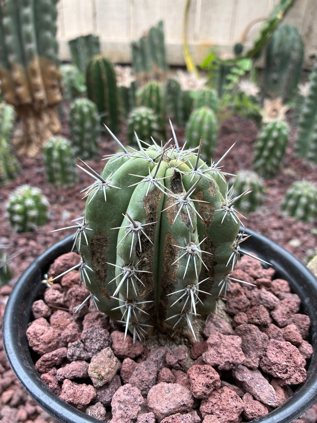 Stenocereus Stellatus ￼(Pink)