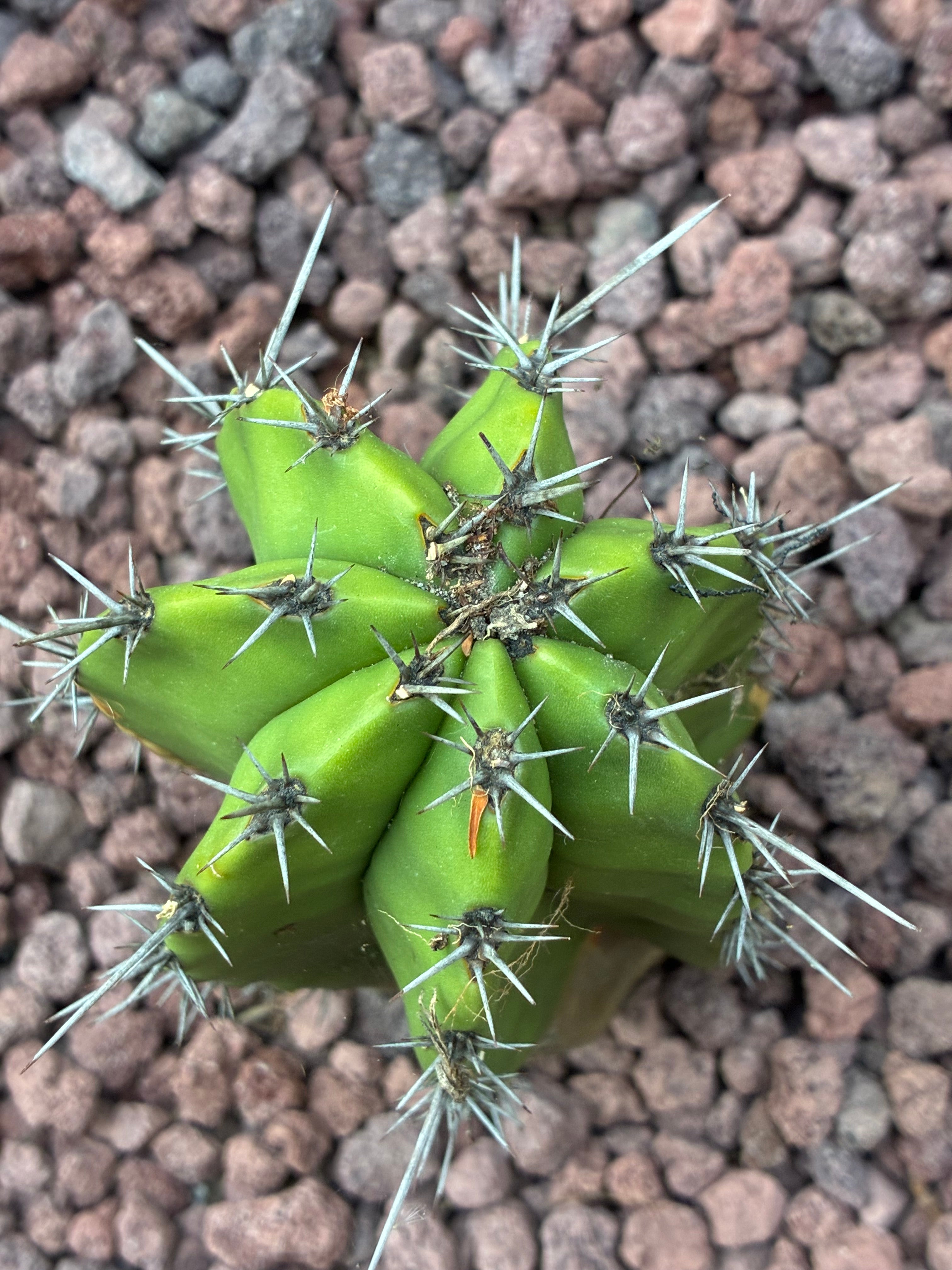 Escontria Jiotilla