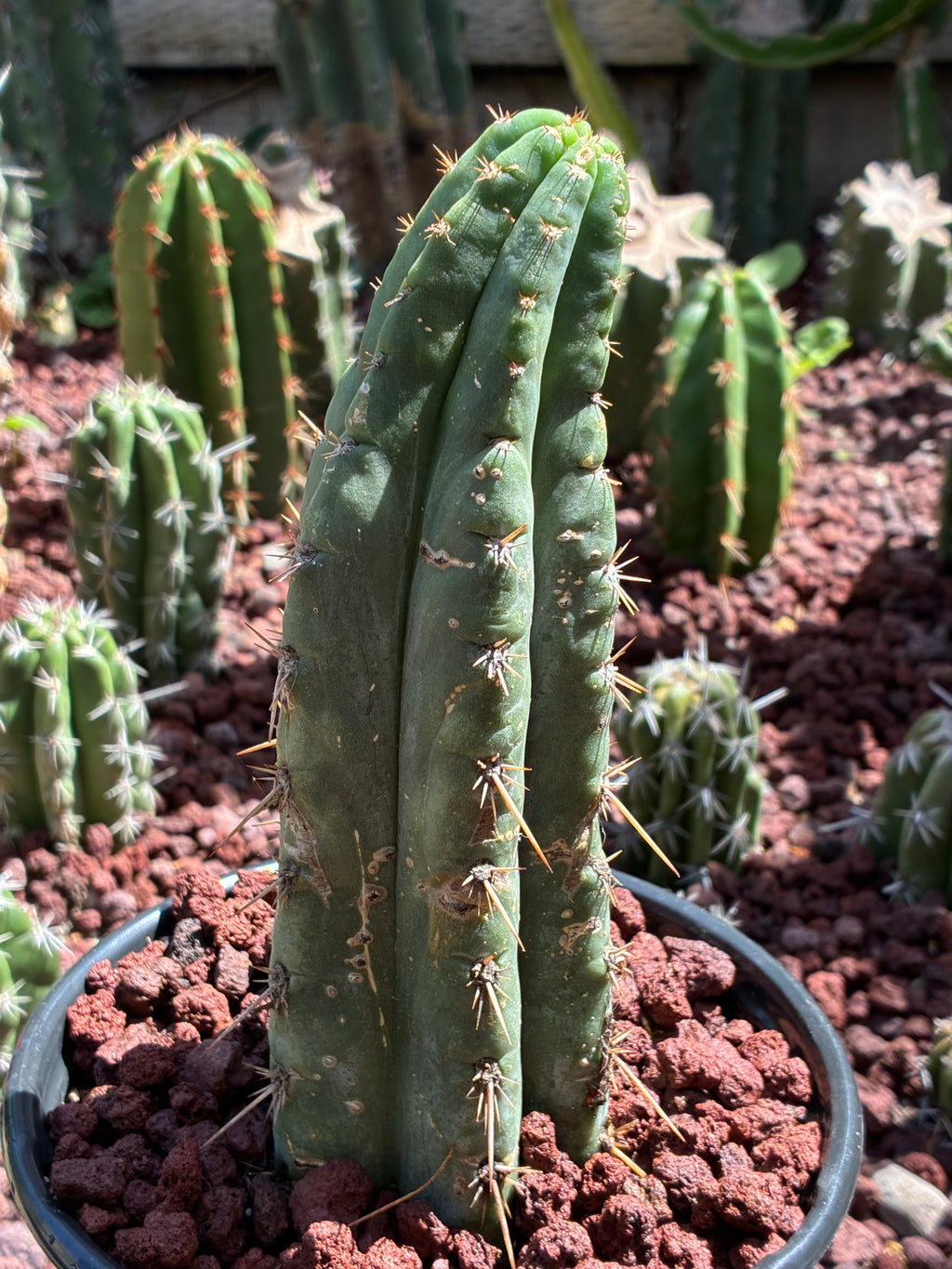 Trichocereus Peruvianus