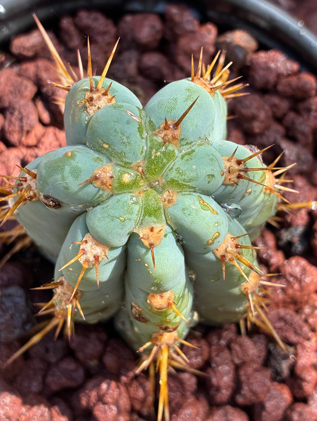 Trichocereus Peruvianus