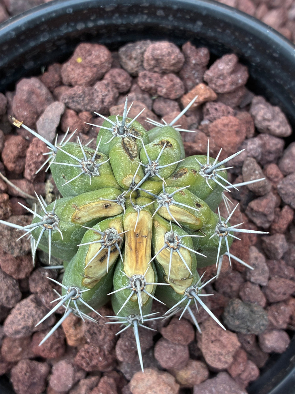 Stenocereus Stellatus (Pink)