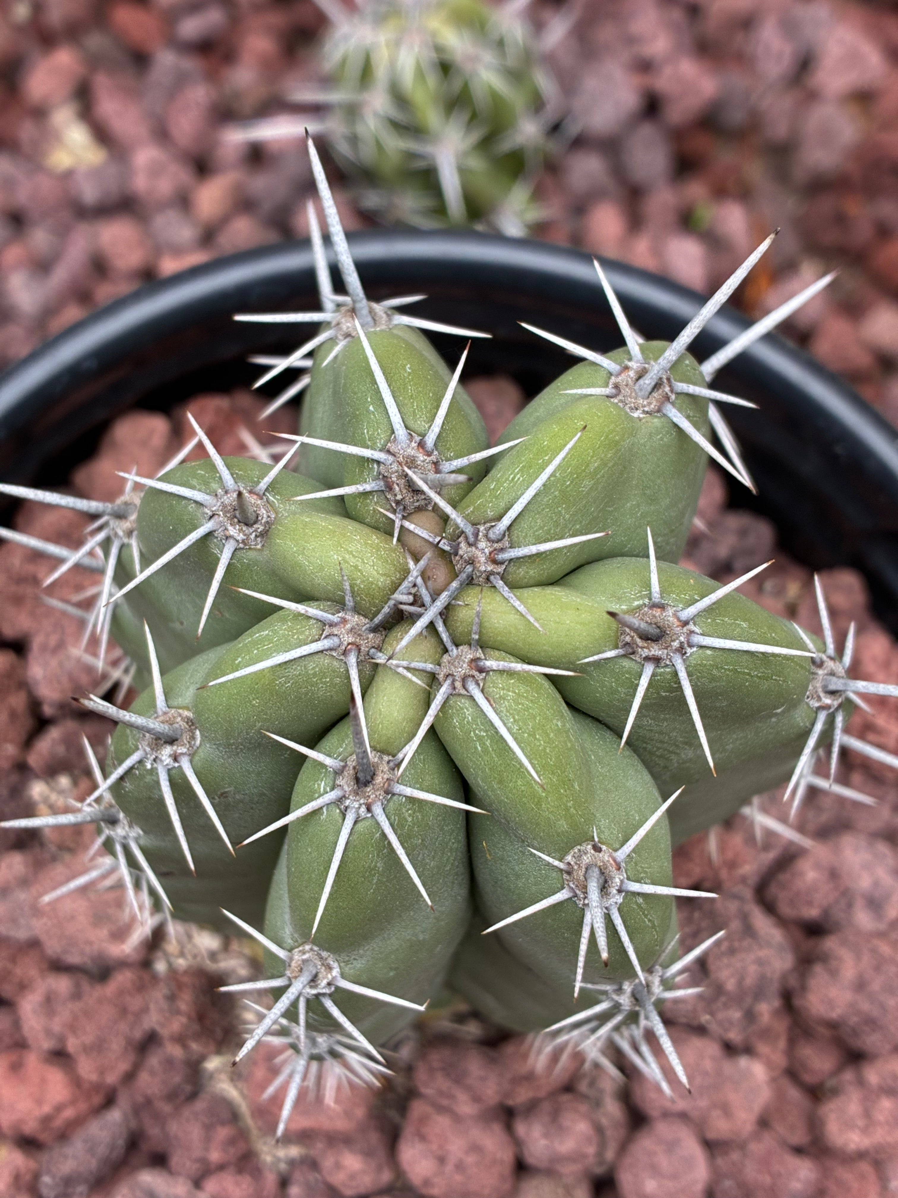 Stenocereus Stellatus (Pink)