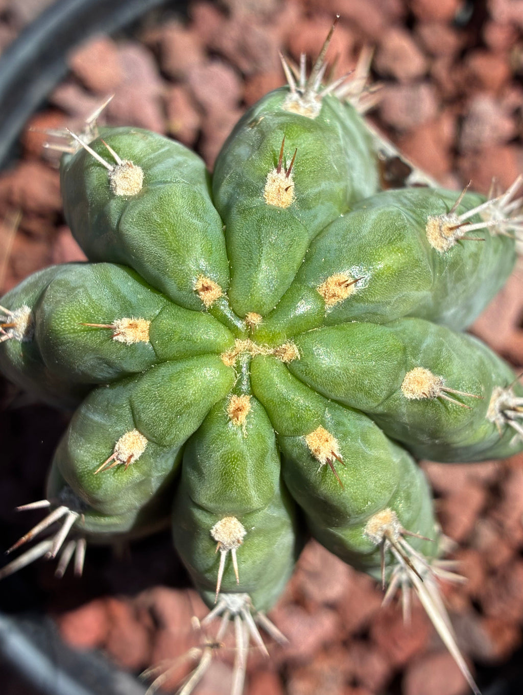 Trichocereus Peruvianus