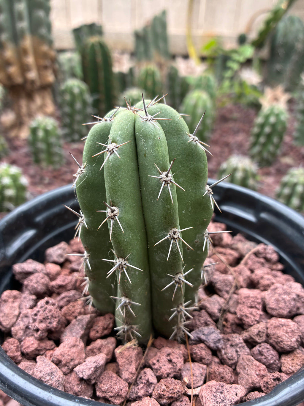 Stenocereus Stellatus (Pink)