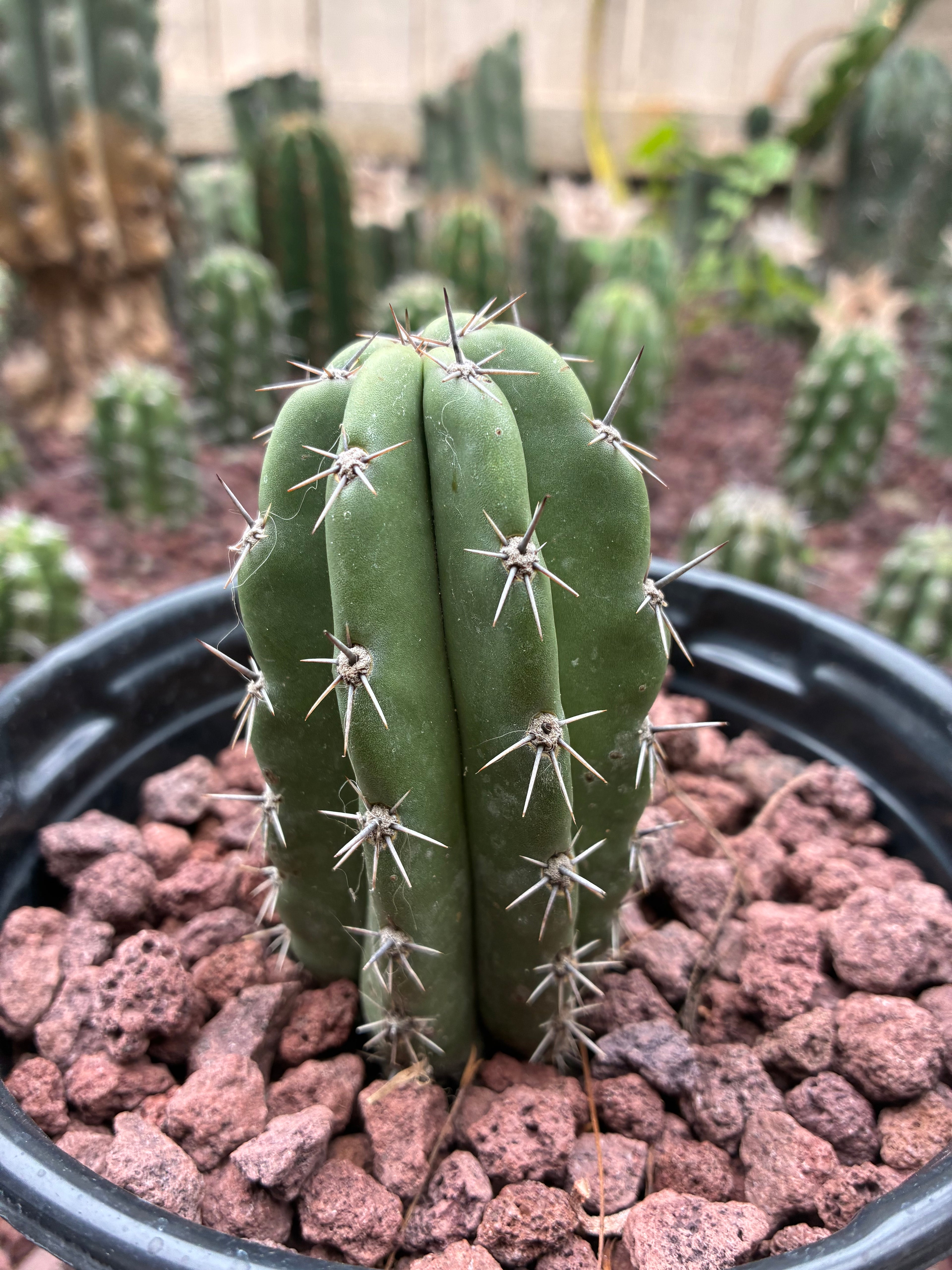 Stenocereus Stellatus (Pink)