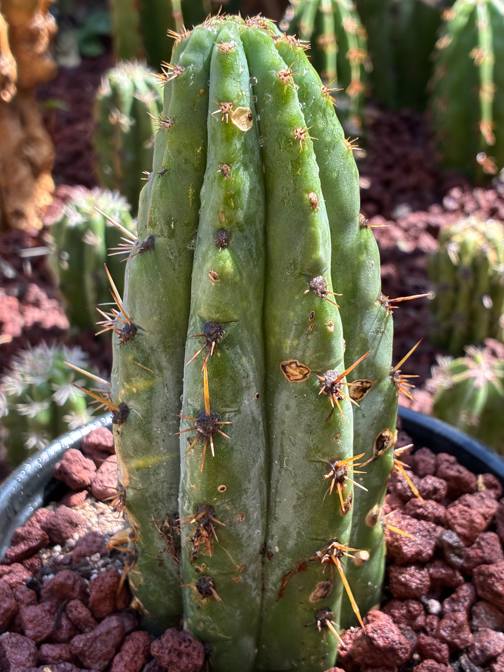Trichocereus Peruvianus