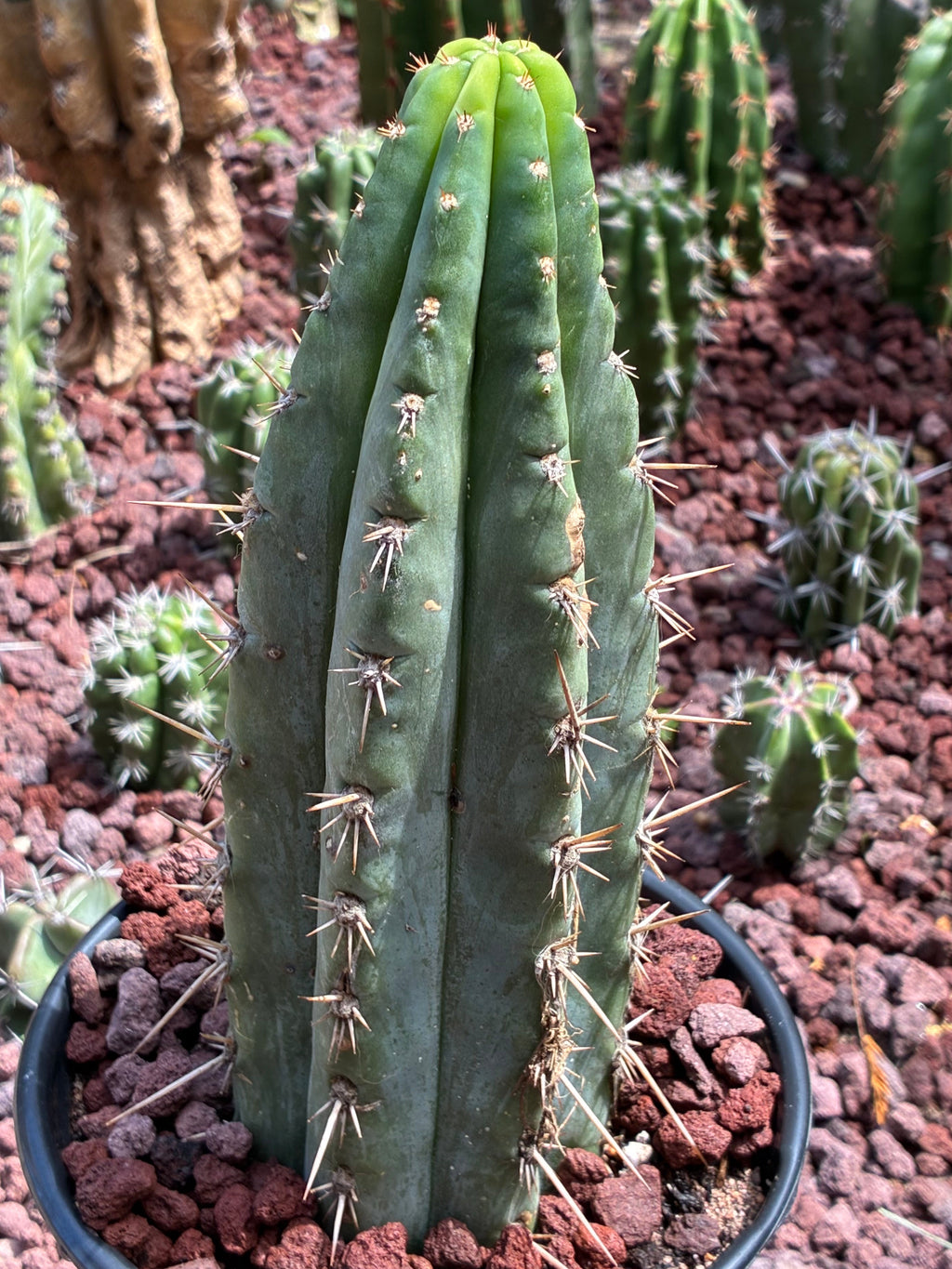 Trichocereus Peruvianus