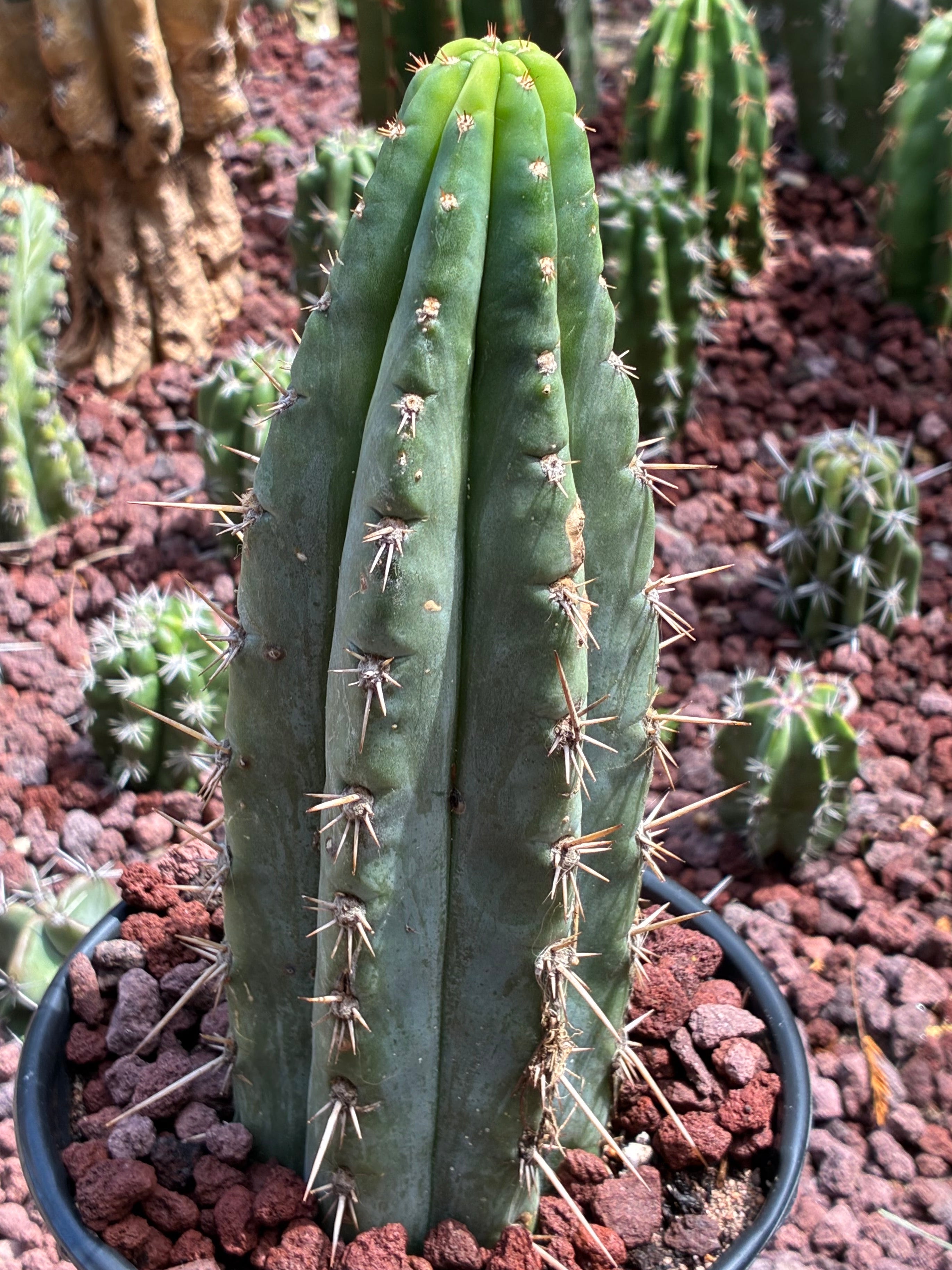 Trichocereus Peruvianus