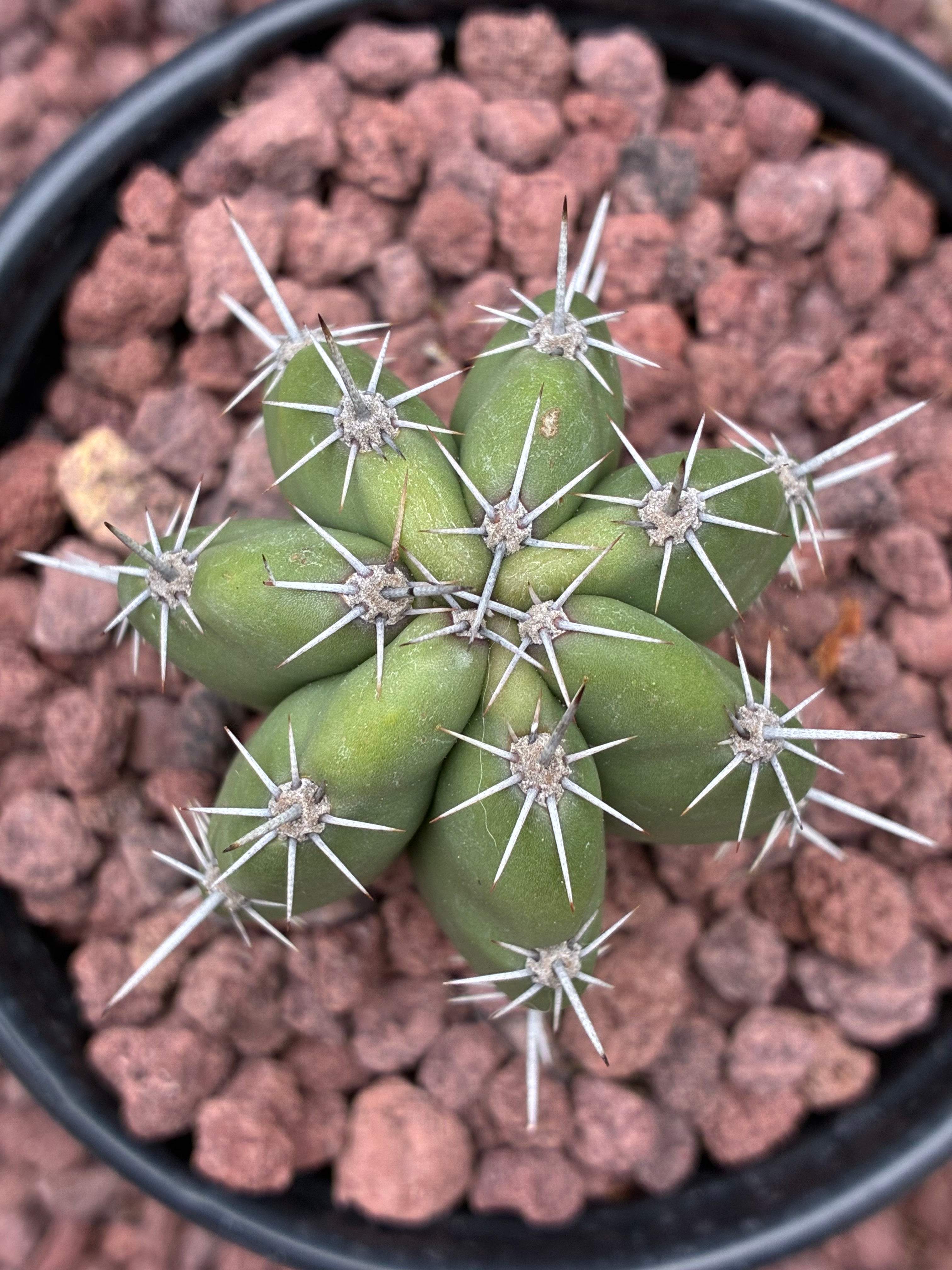 Stenocereus Stellatus (Pink)
