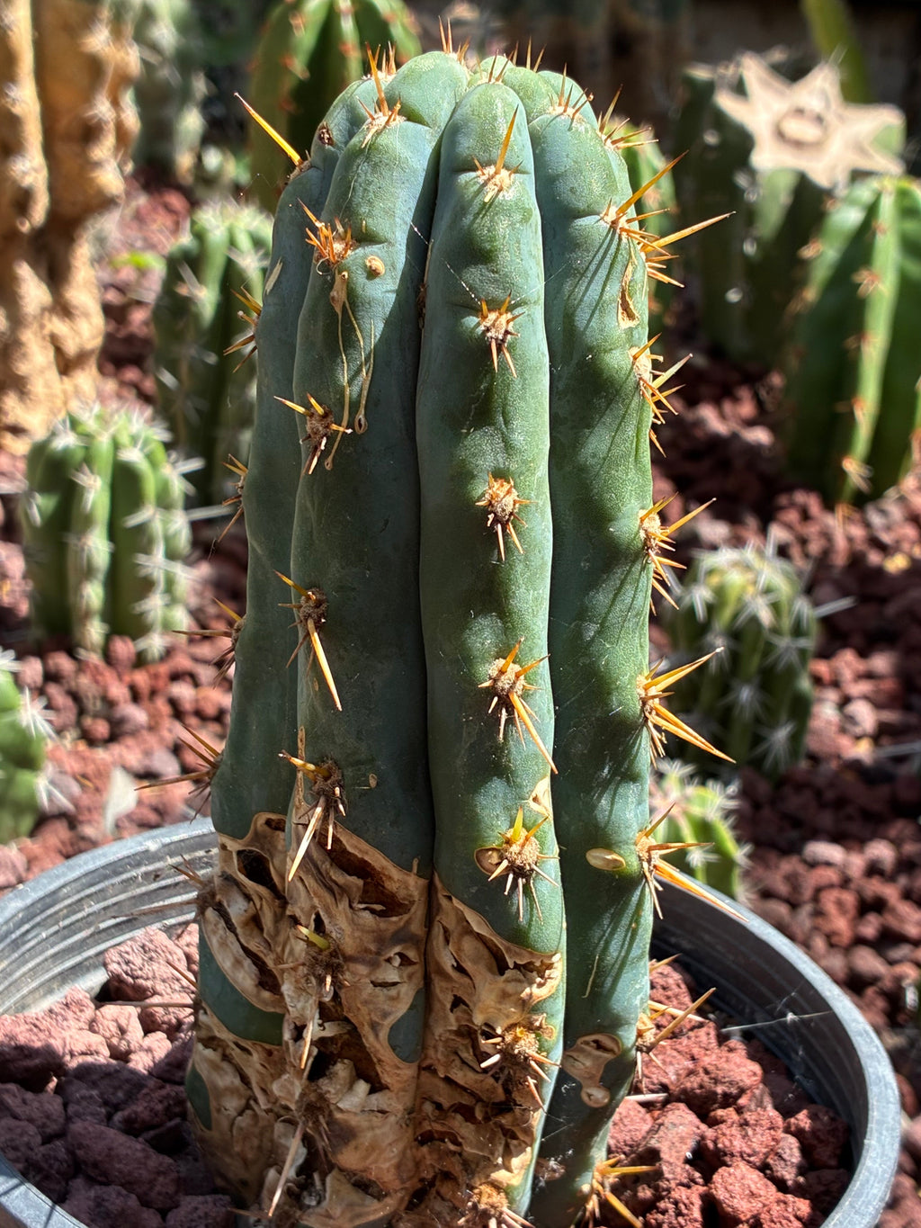 Trichocereus Peruvianus