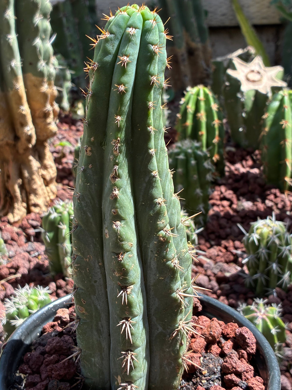 Trichocereus Peruvianus