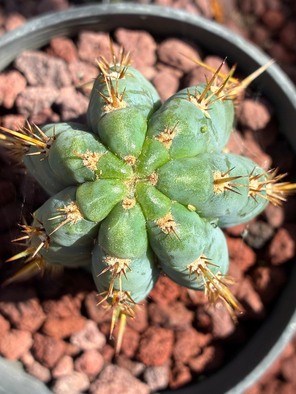Trichocereus Peruvianus