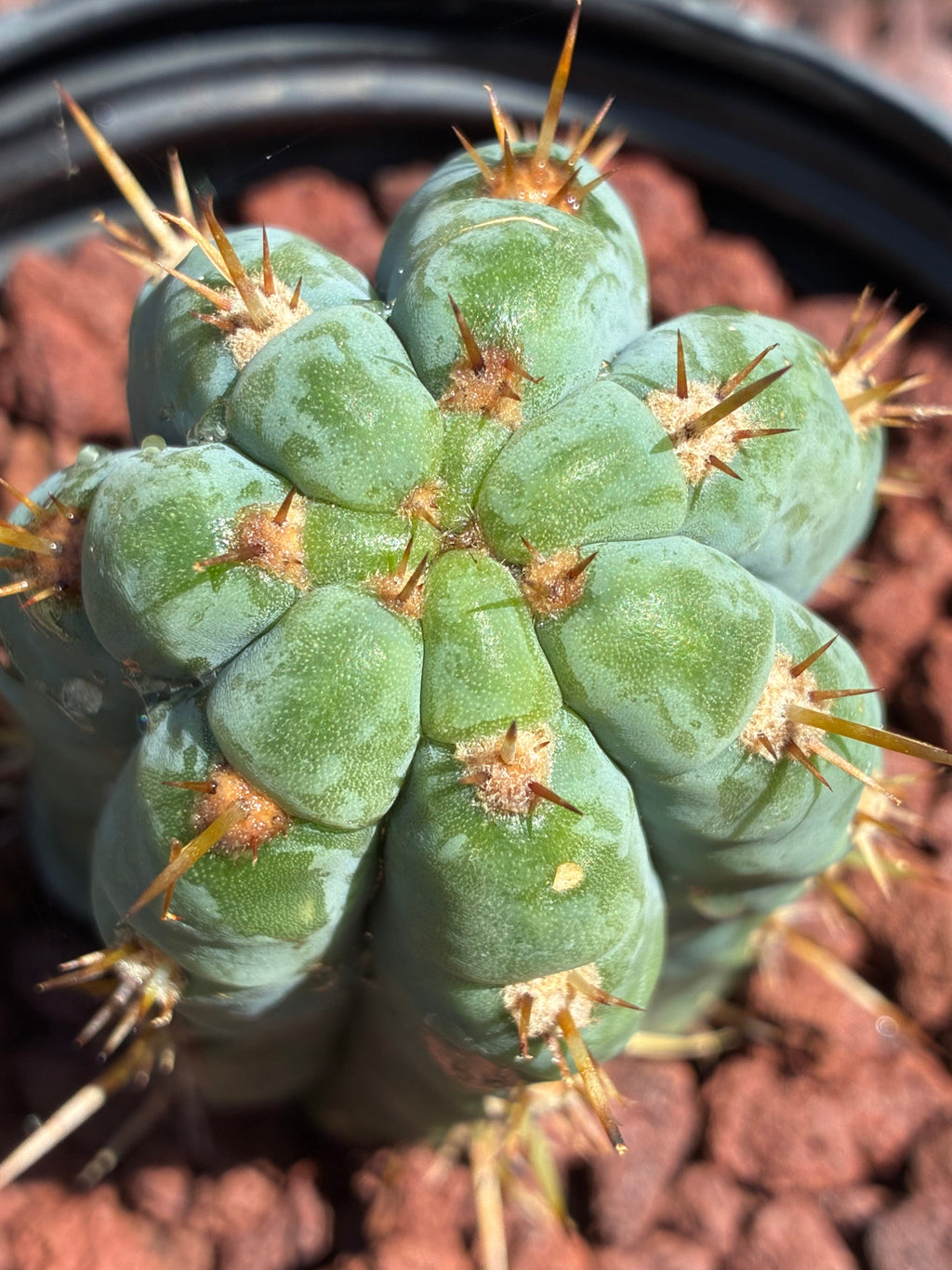 Trichocereus Peruvianus