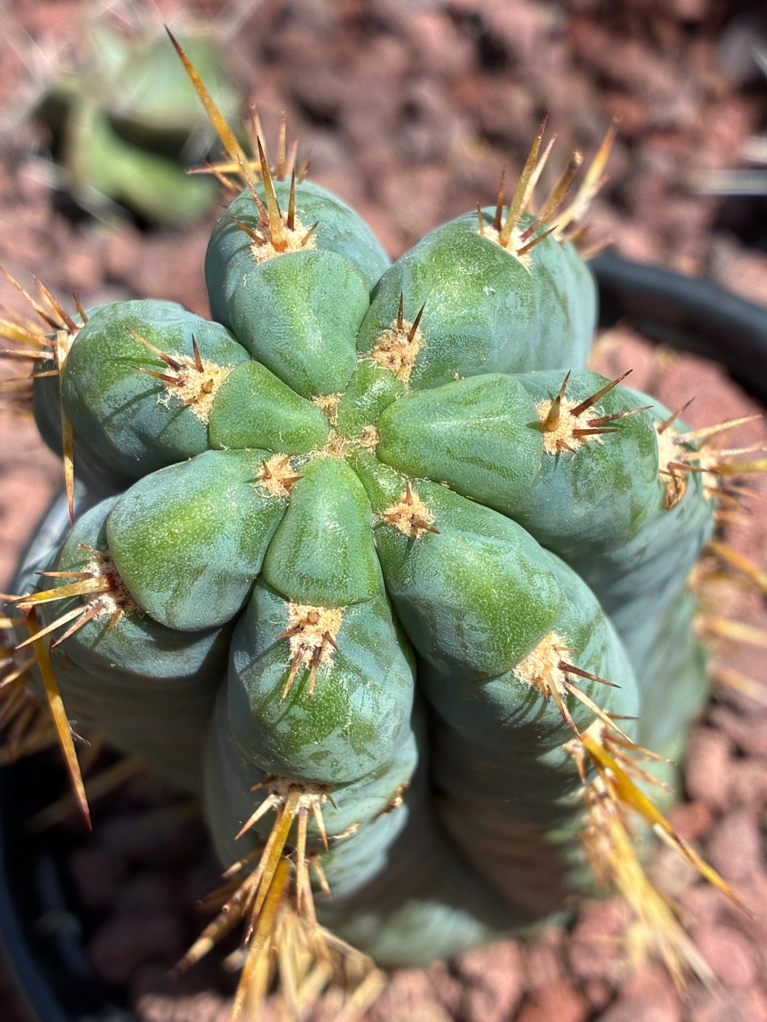 Trichocereus Peruvianus