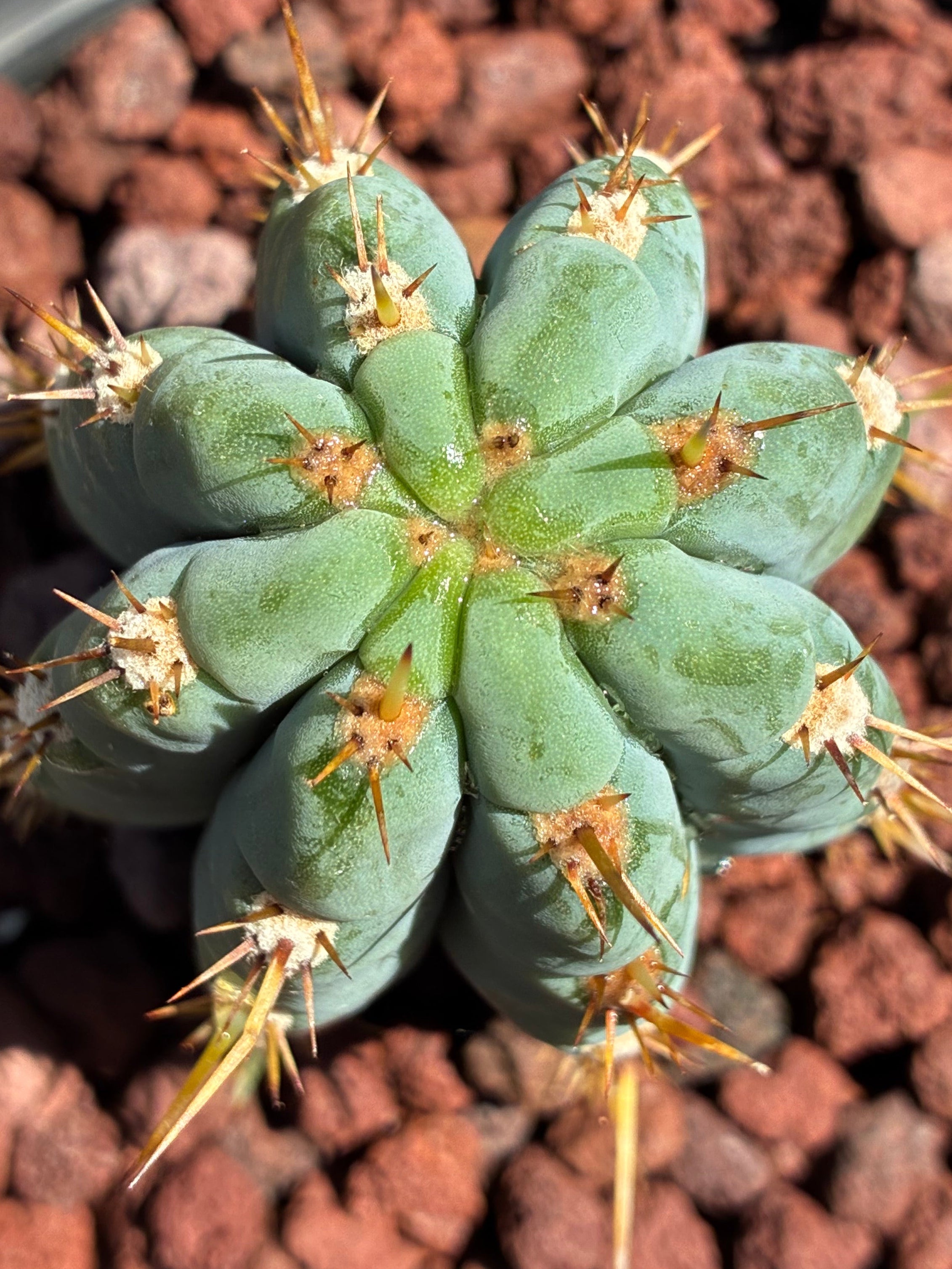 Trichocereus Peruvianus