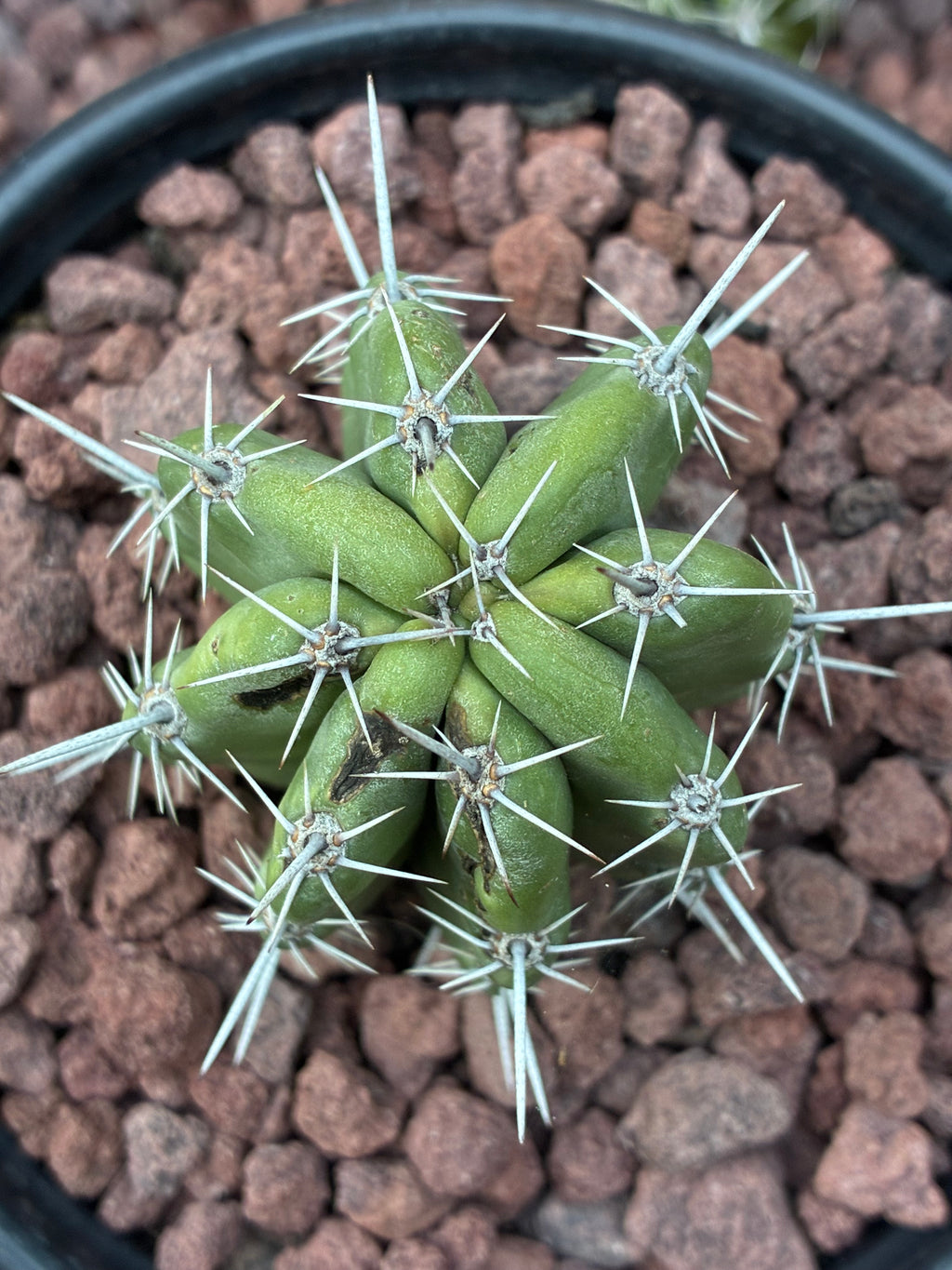 Stenocereus Stellatus (Pink)