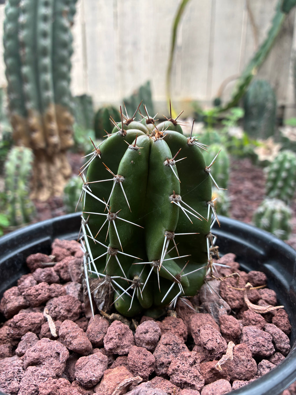 Stenocereus Queretaroensis