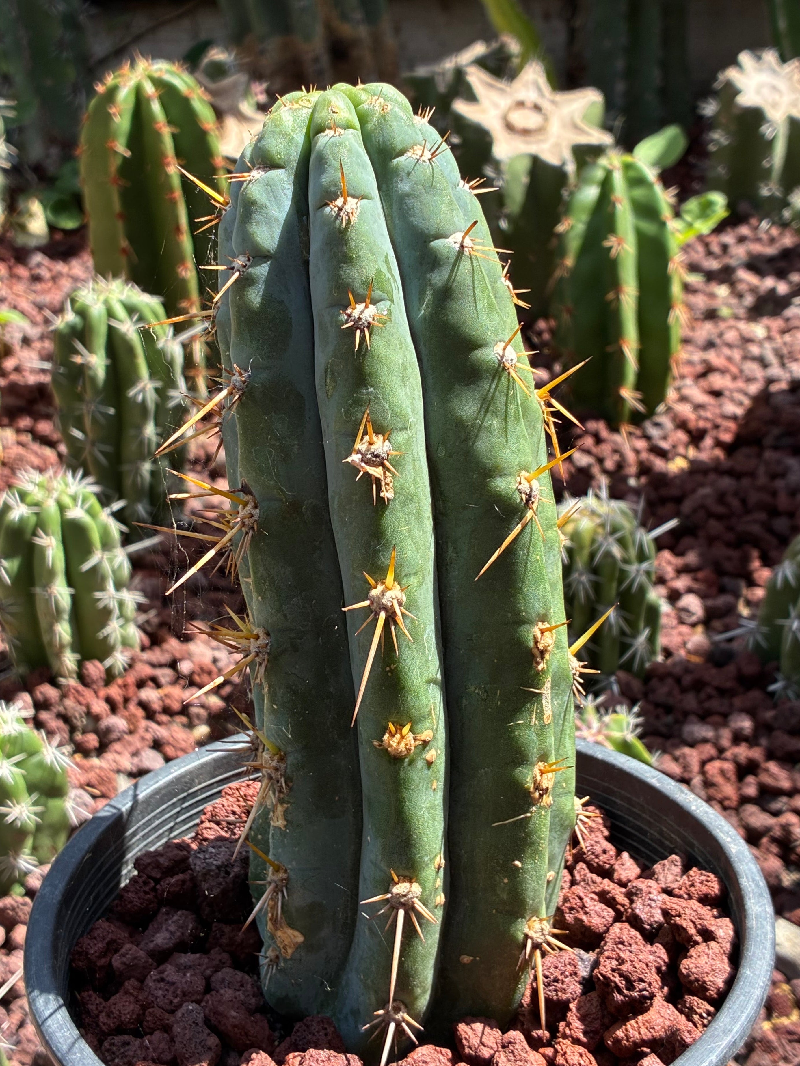 Trichocereus Peruvianus