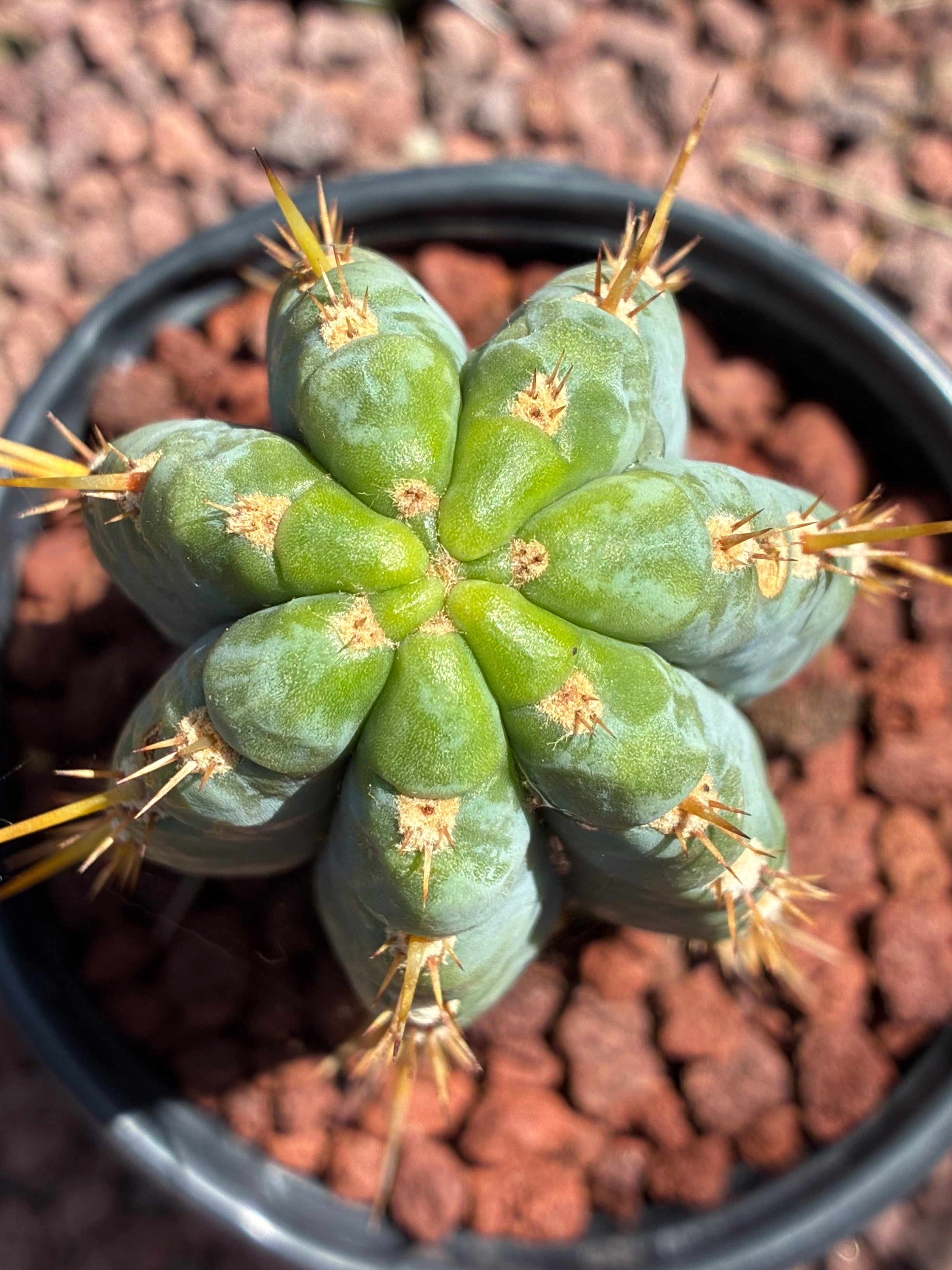 Trichocereus Peruvianus