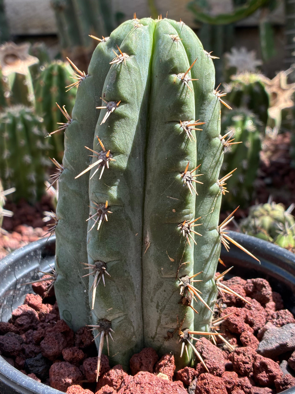 Trichocereus Peruvianus