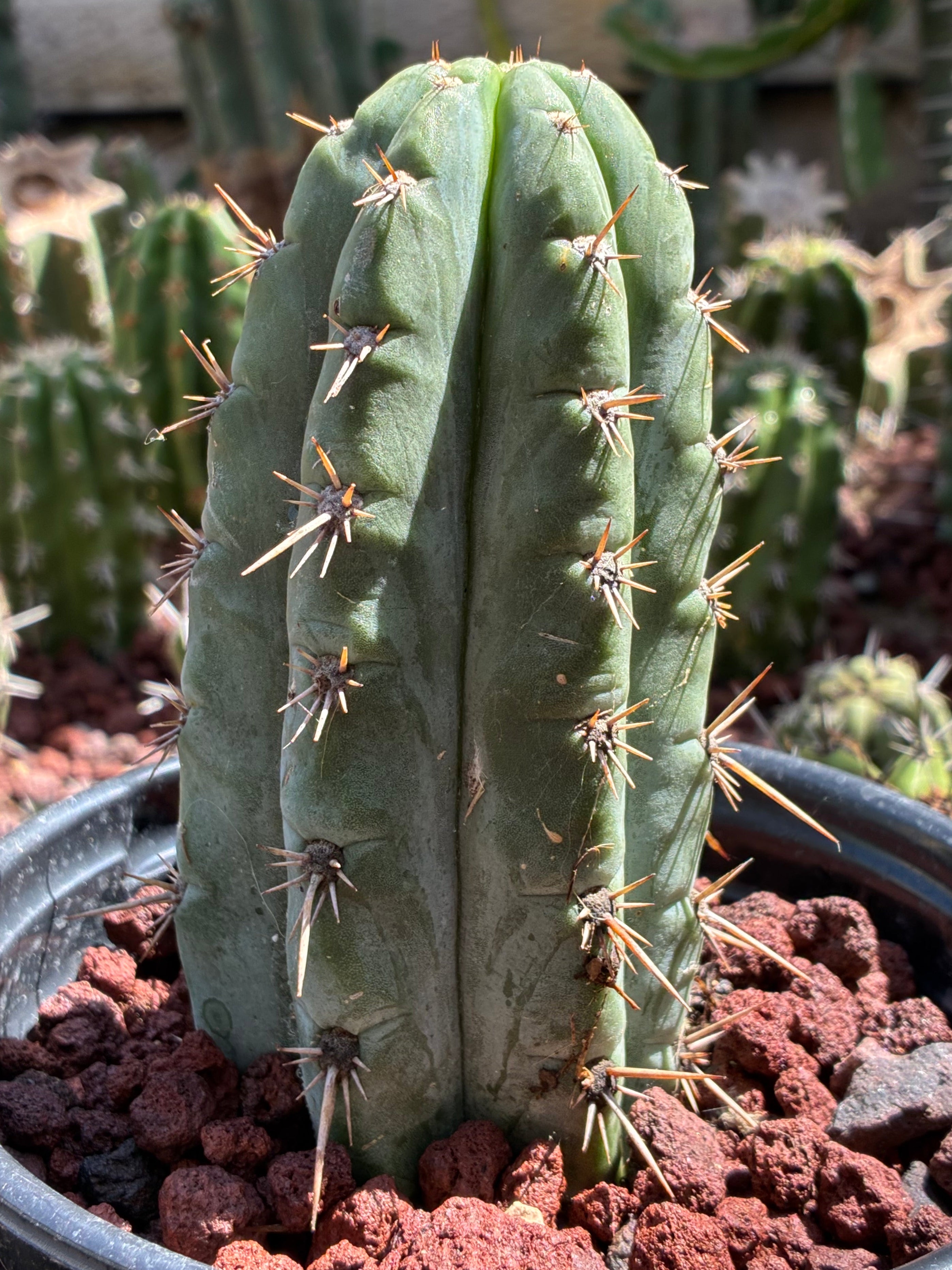 Trichocereus Peruvianus