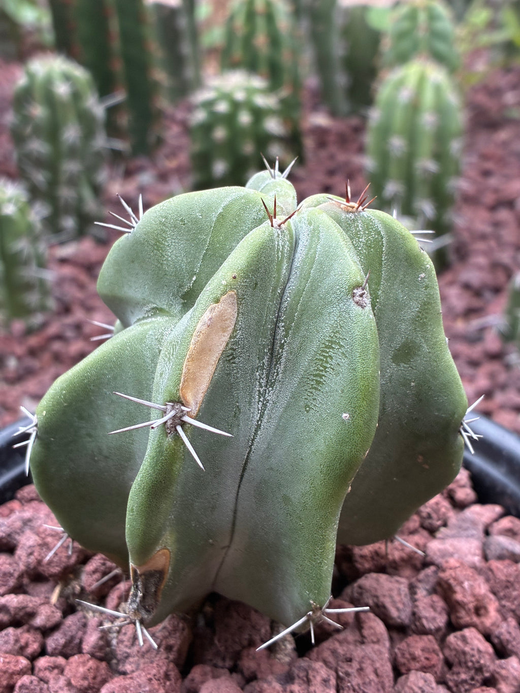 Stenocereus Pruinosus