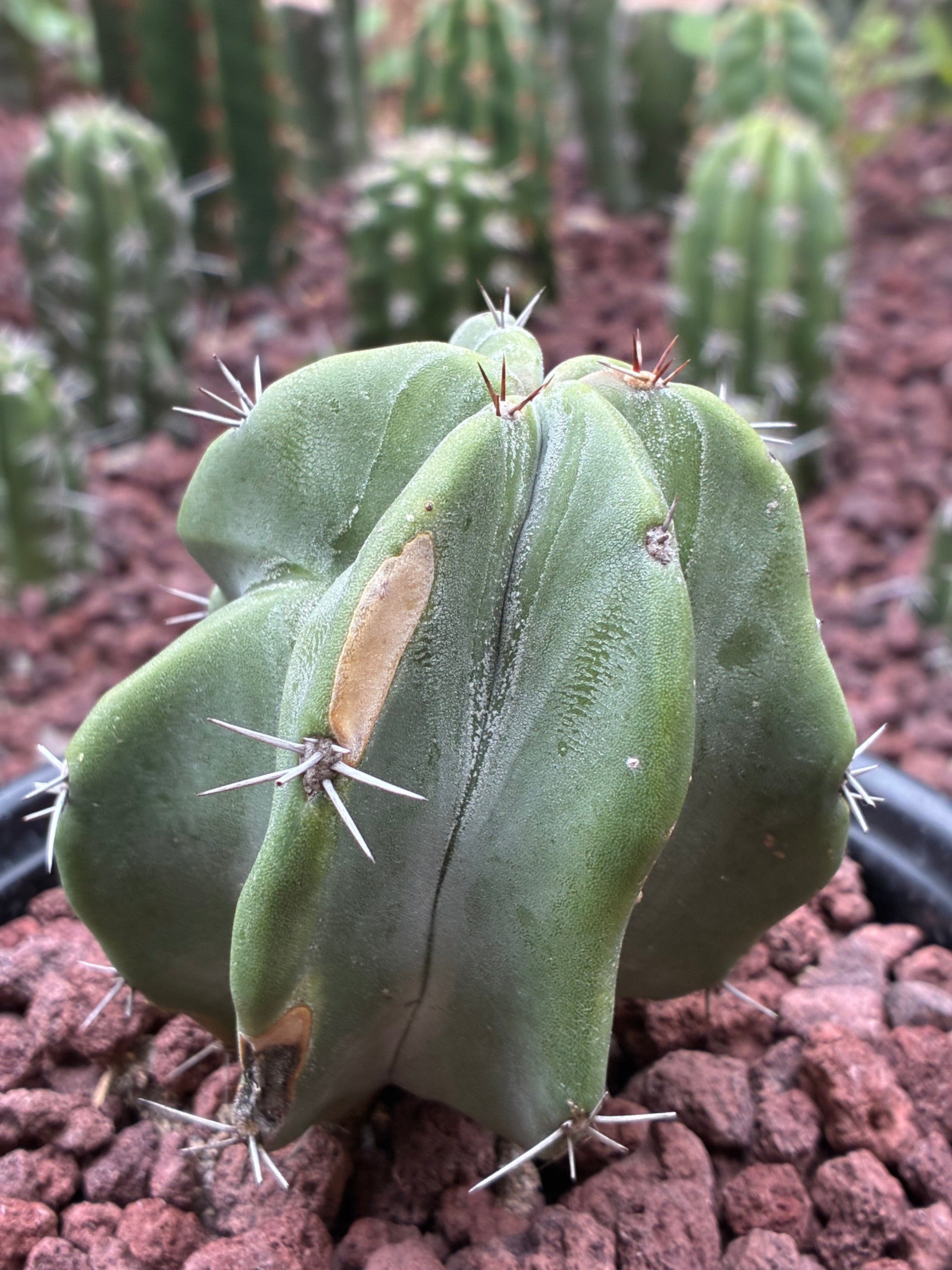 Stenocereus Pruinosus