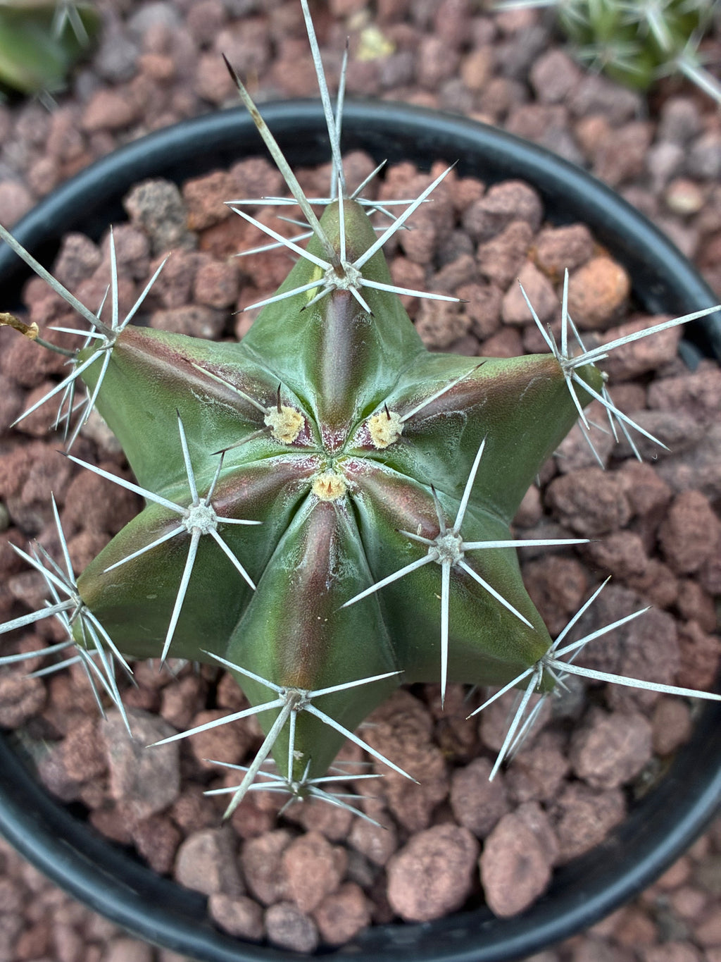 Stenocereus Griseus