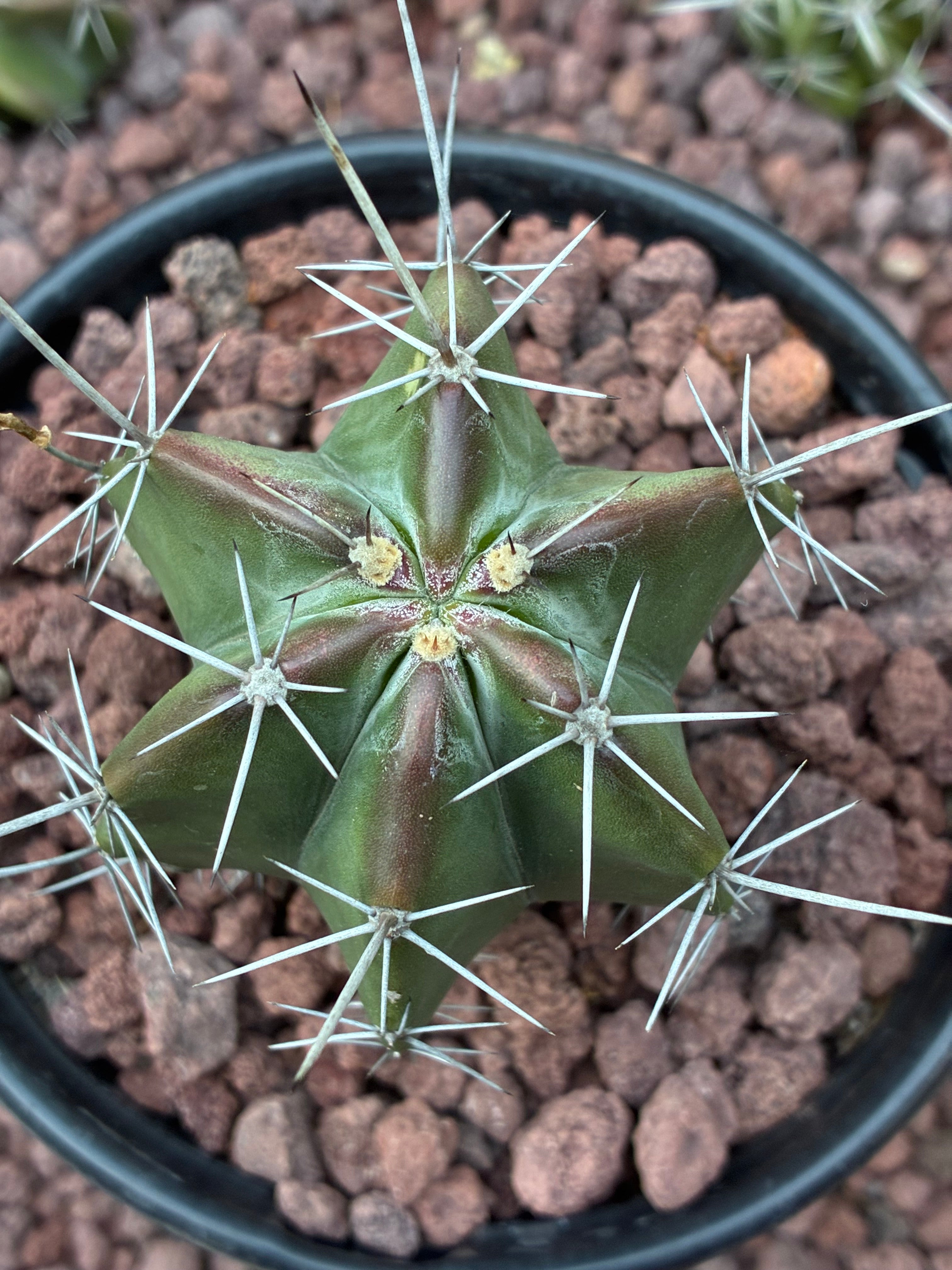 Stenocereus Griseus