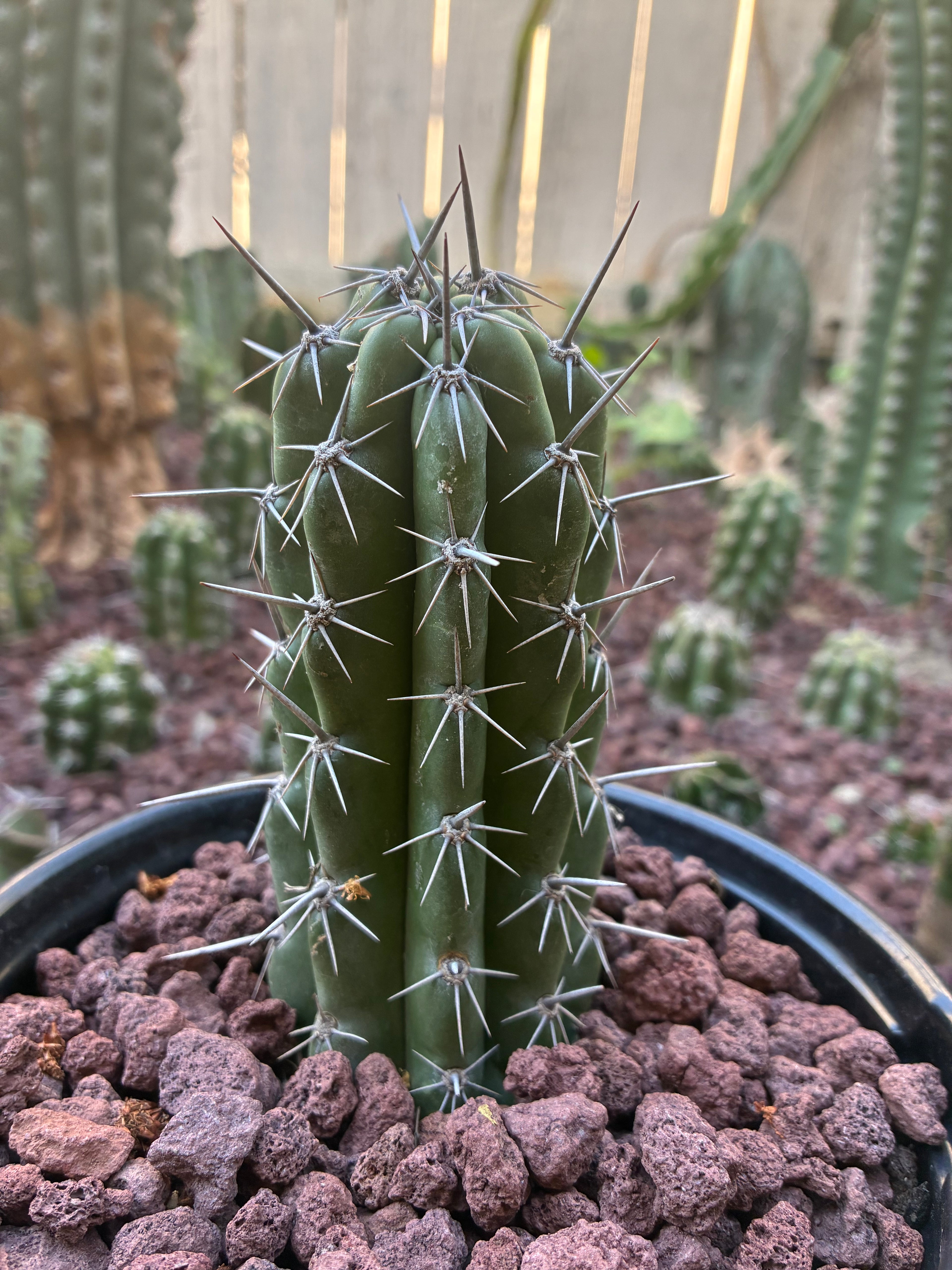 Stenocereus Stellatus (Pink)