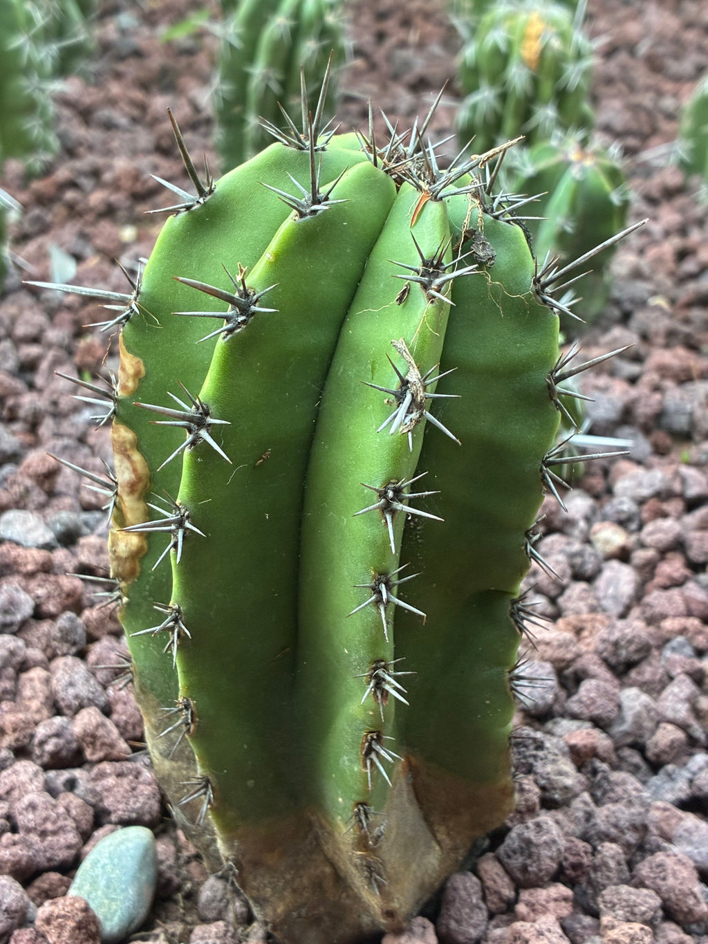 Escontria Jiotilla